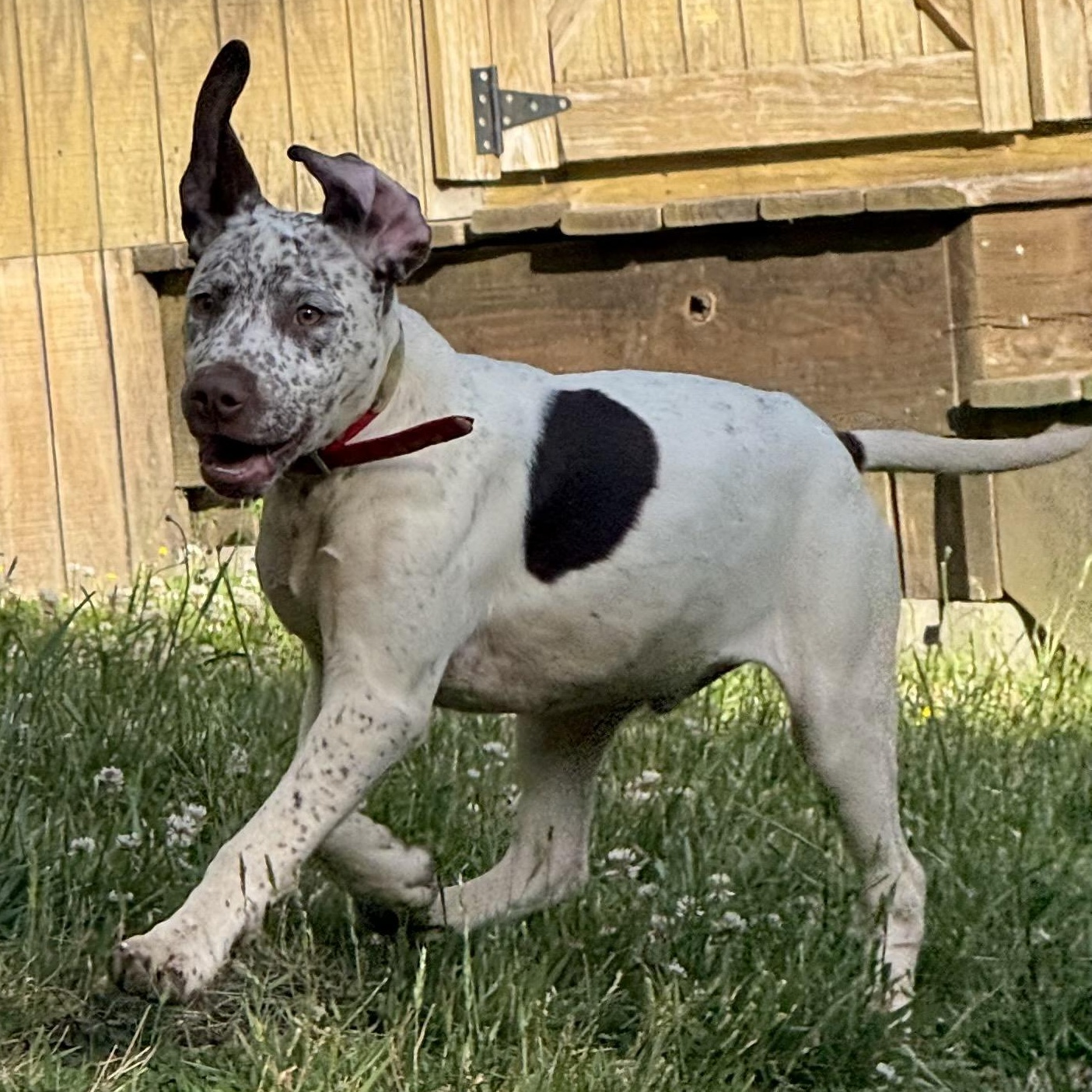 Rip, a ADOPTABLE mixed breed in Cedar Mountain, NC image 3/6