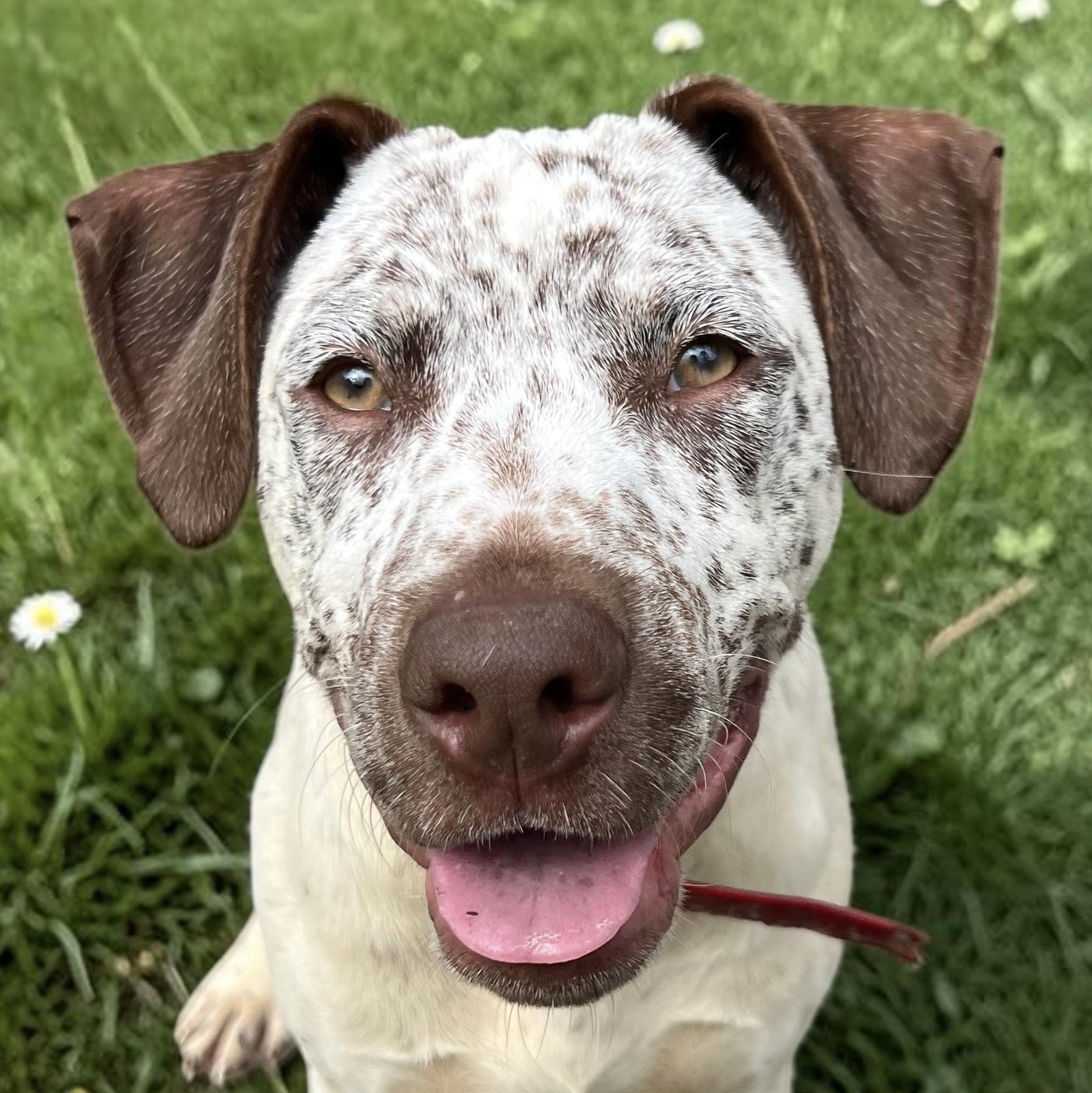 Handsome Hughey, a ADOPTABLE mixed breed in Cedar Mountain, NC image 3/6