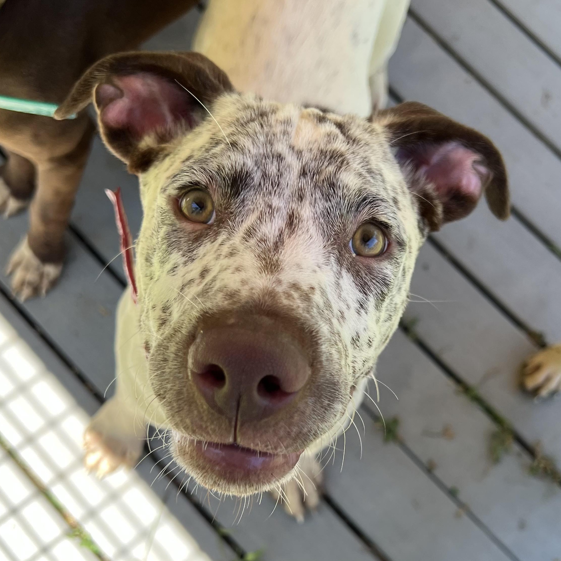 Rip, a ADOPTABLE mixed breed in Cedar Mountain, NC image 2/6