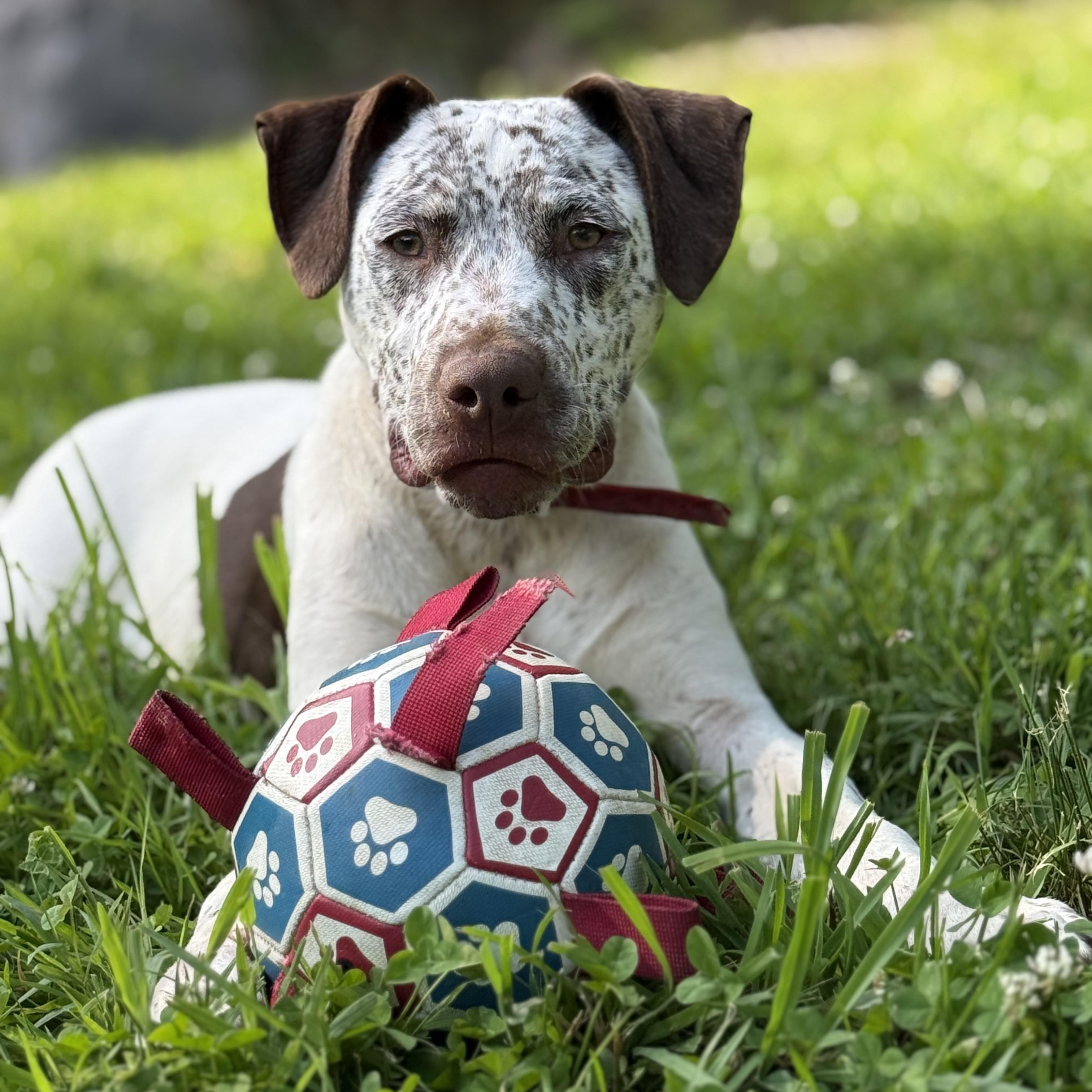 Handsome Hughey, a ADOPTABLE mixed breed in Cedar Mountain, NC image 2/6