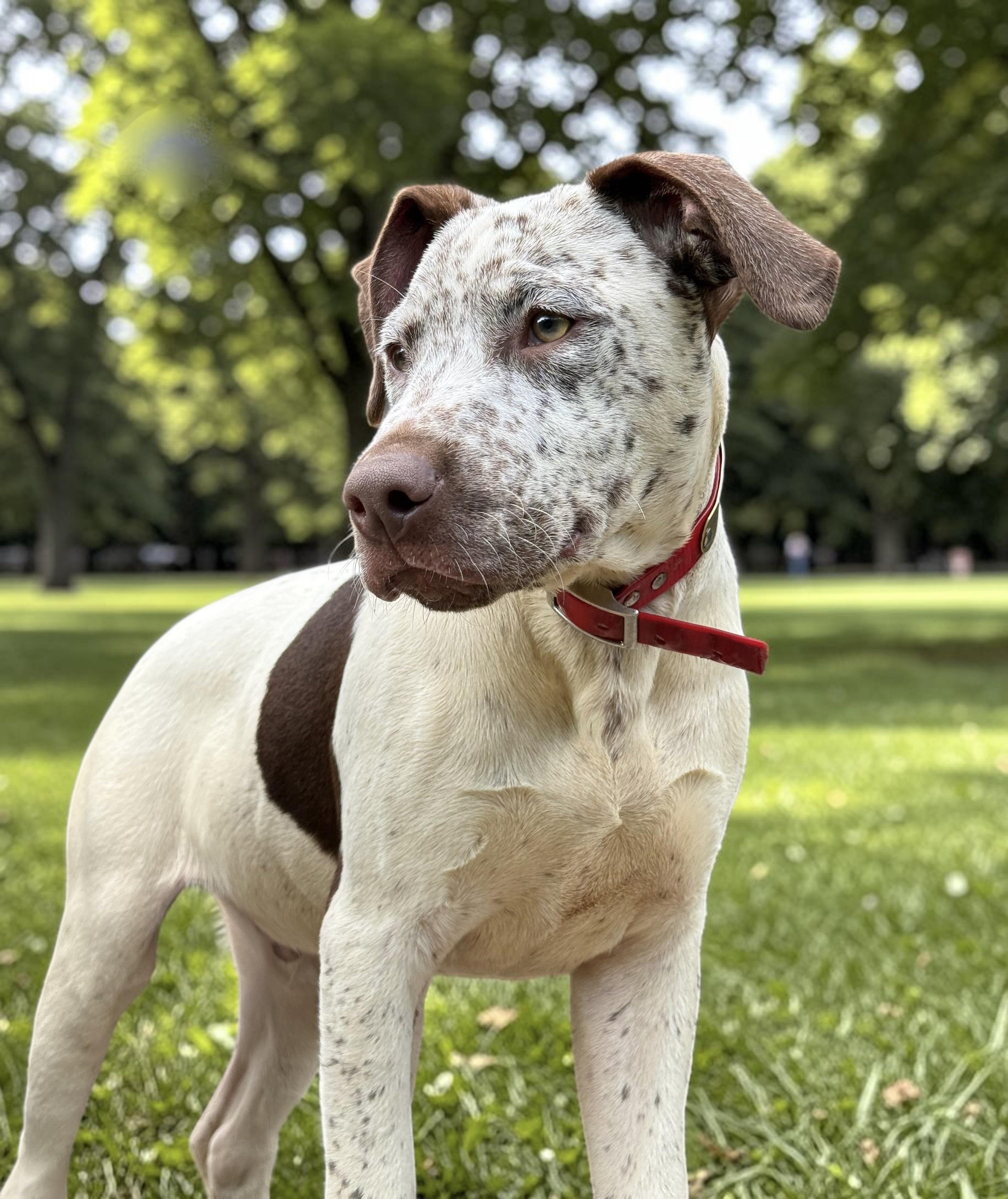 Enlarge Handsome Hughey, a ADOPTABLE mixed breed in Cedar Mountain, NC image 4/6