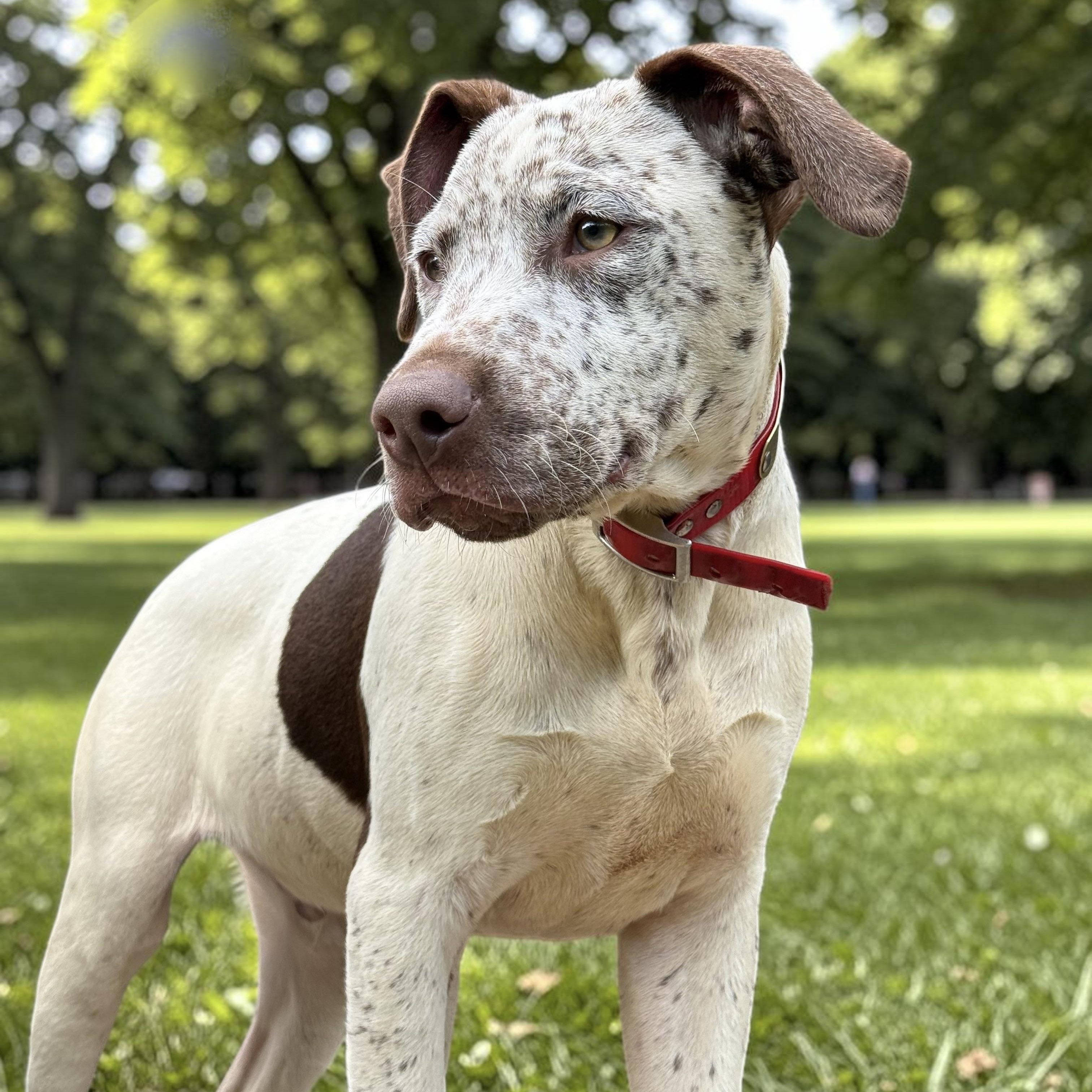 Handsome Hughey, a ADOPTABLE mixed breed in Cedar Mountain, NC image 4/6