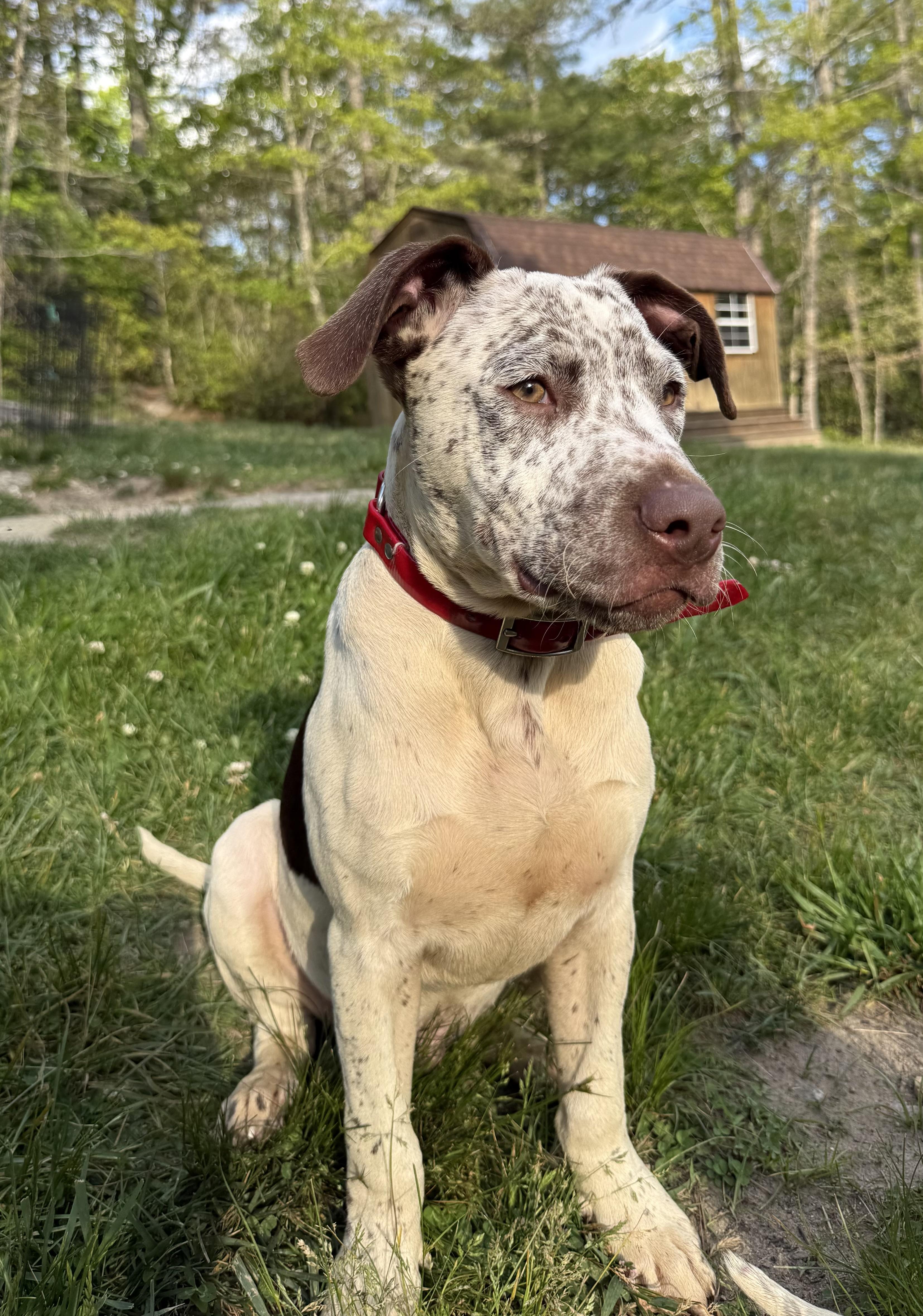 Enlarge Handsome Hughey, a ADOPTABLE mixed breed in Cedar Mountain, NC image 5/6