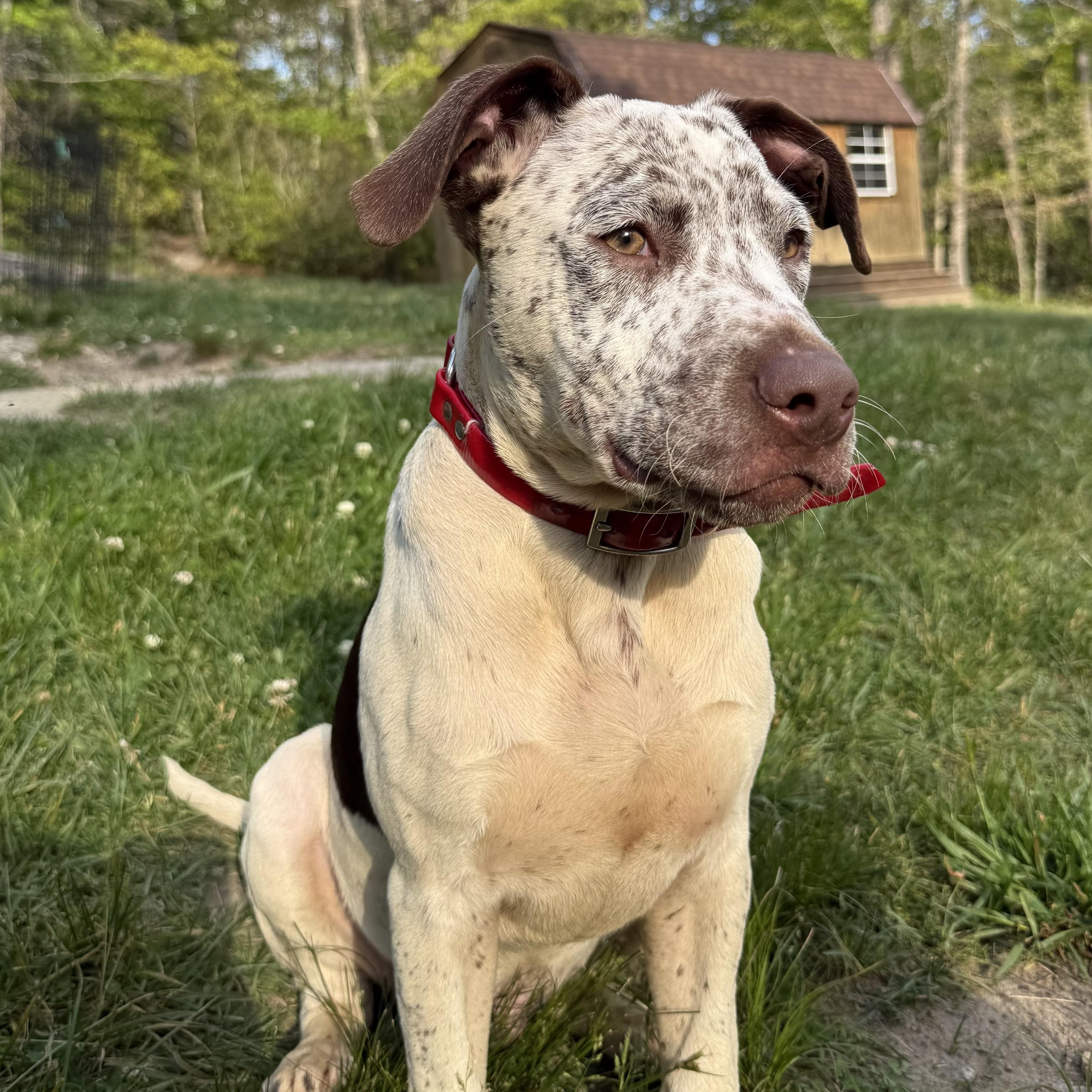 Handsome Hughey, a ADOPTABLE mixed breed in Cedar Mountain, NC image 5/6