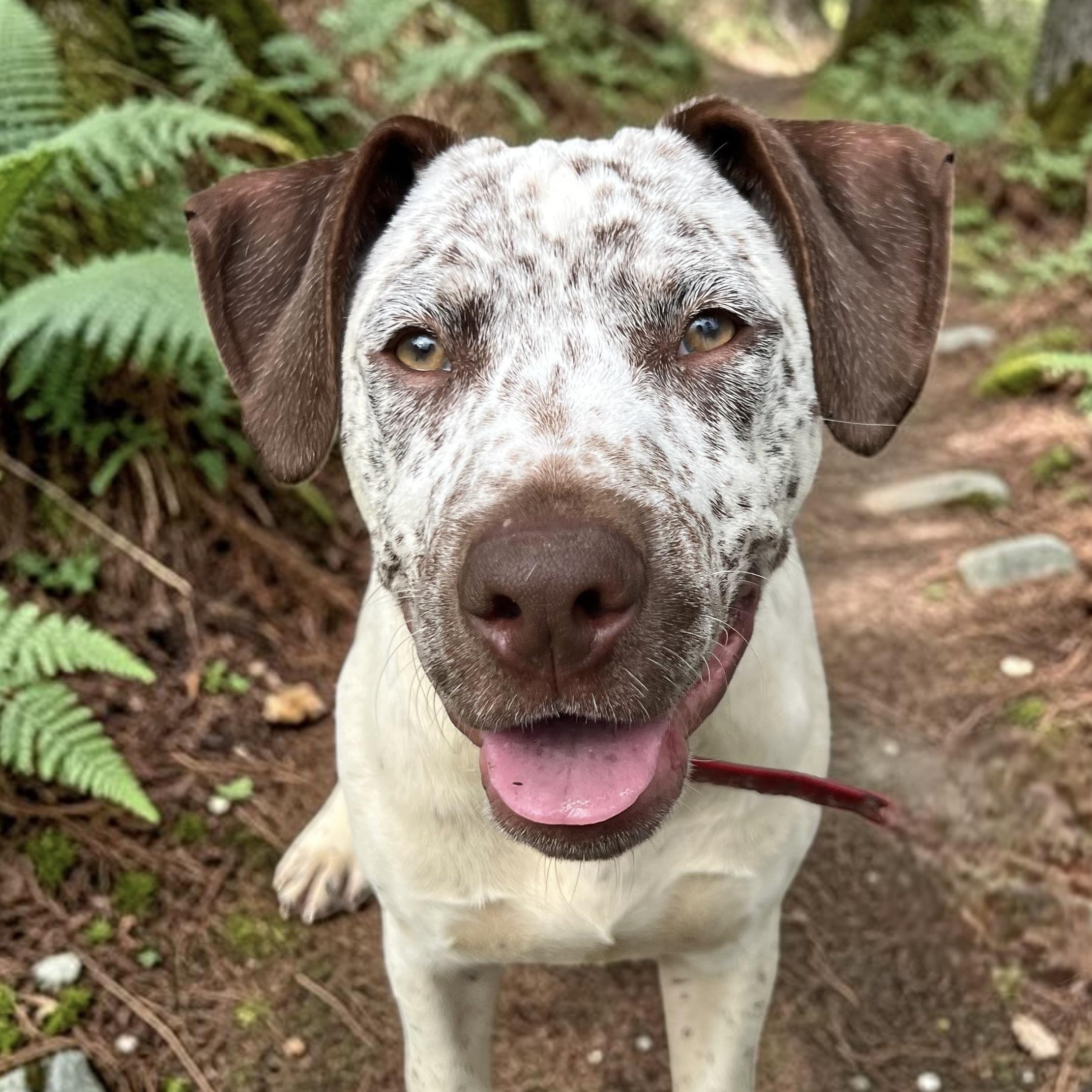 Enlarge Handsome Hughey, a ADOPTABLE mixed breed in Cedar Mountain, NC image 1/6