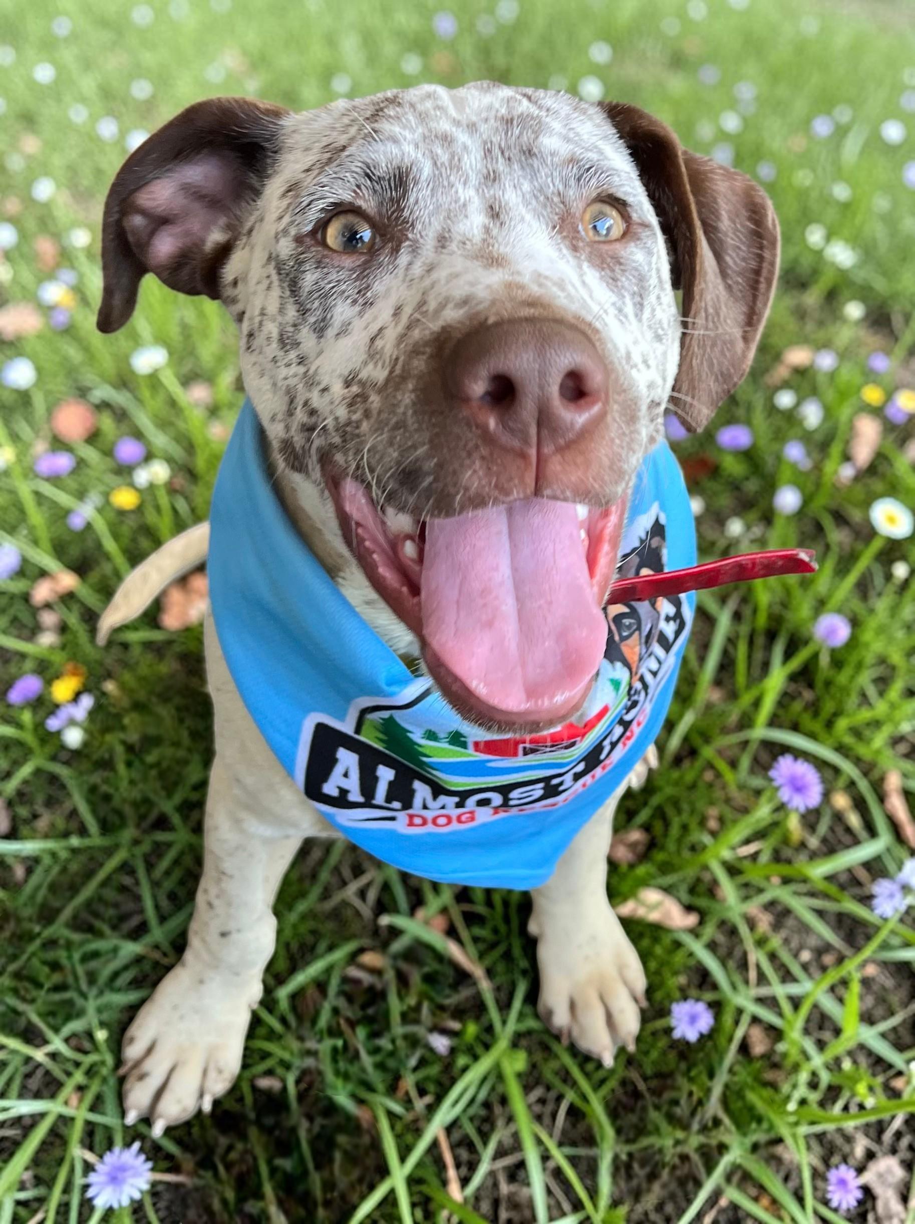 Enlarge Handsome Hughey, a ADOPTABLE mixed breed in Cedar Mountain, NC image 6/6