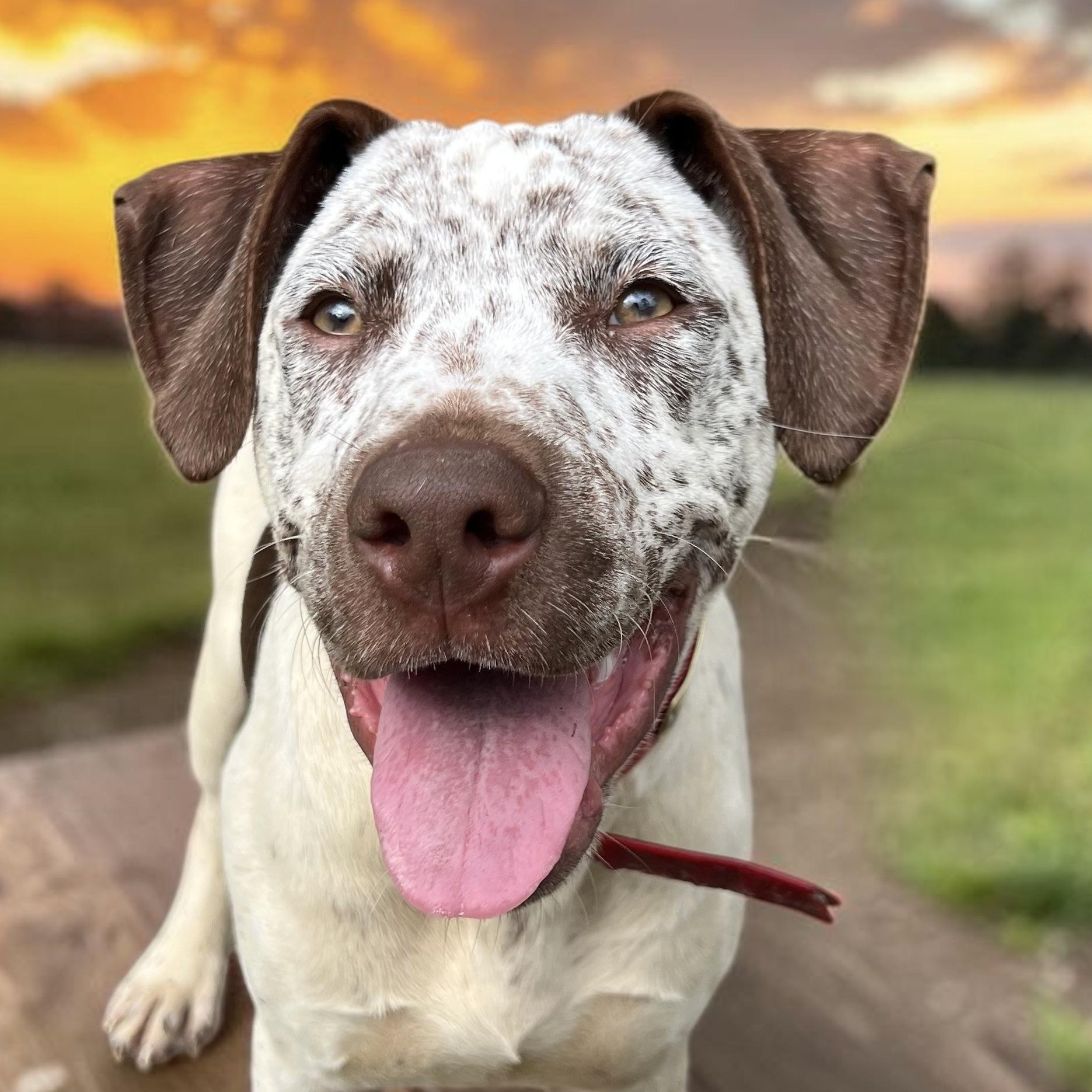 Handsome Hughey, a ADOPTABLE mixed breed in Cedar Mountain, NC image 1/6
