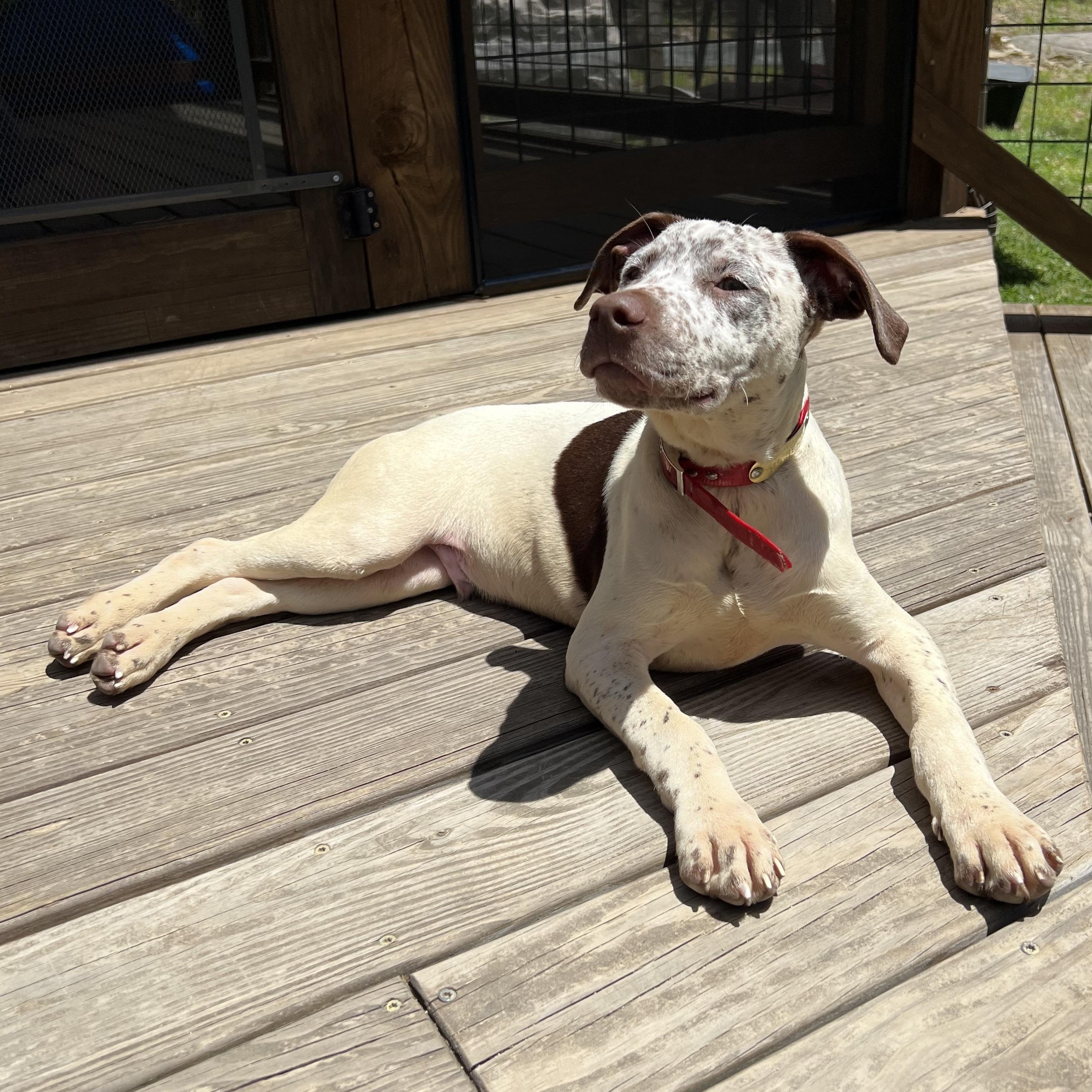 Rip, a ADOPTABLE mixed breed in Cedar Mountain, NC image 6/6