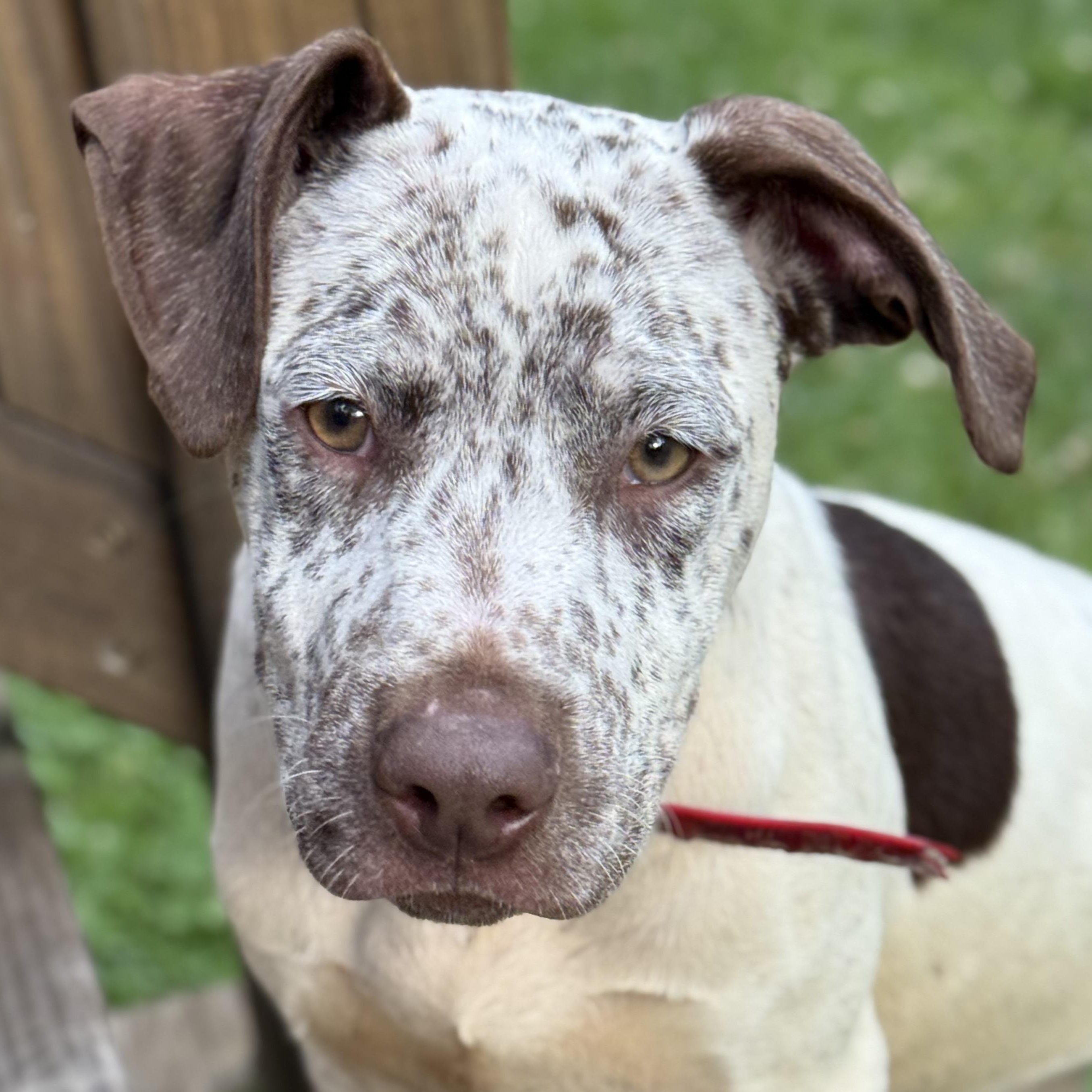 Rip, ADOPTABLE, Puppy Male German Shorthaired Pointer & Pointer.