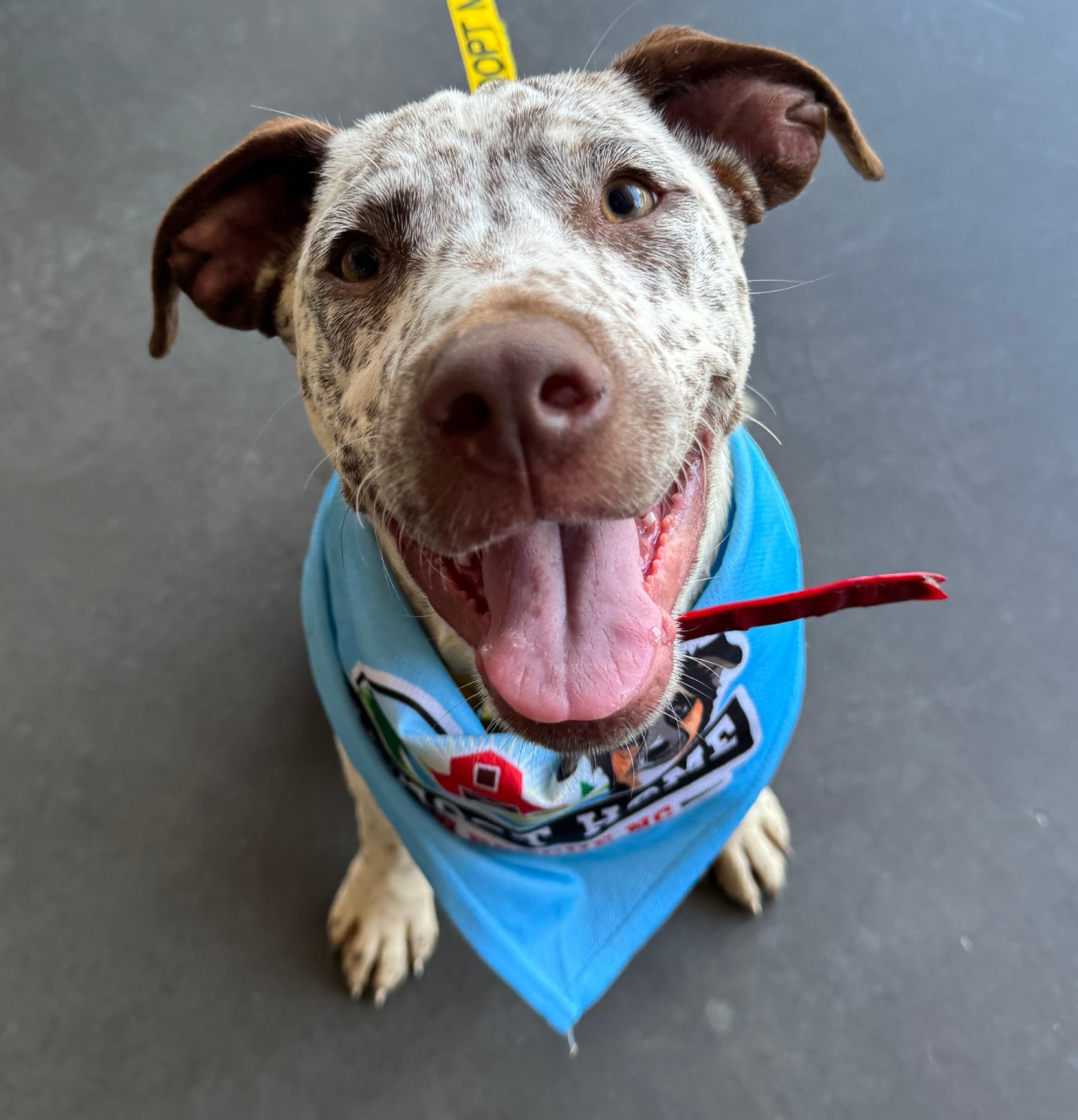 Enlarge Handsome Hughey, a ADOPTABLE mixed breed in Cedar Mountain, NC image 2/6