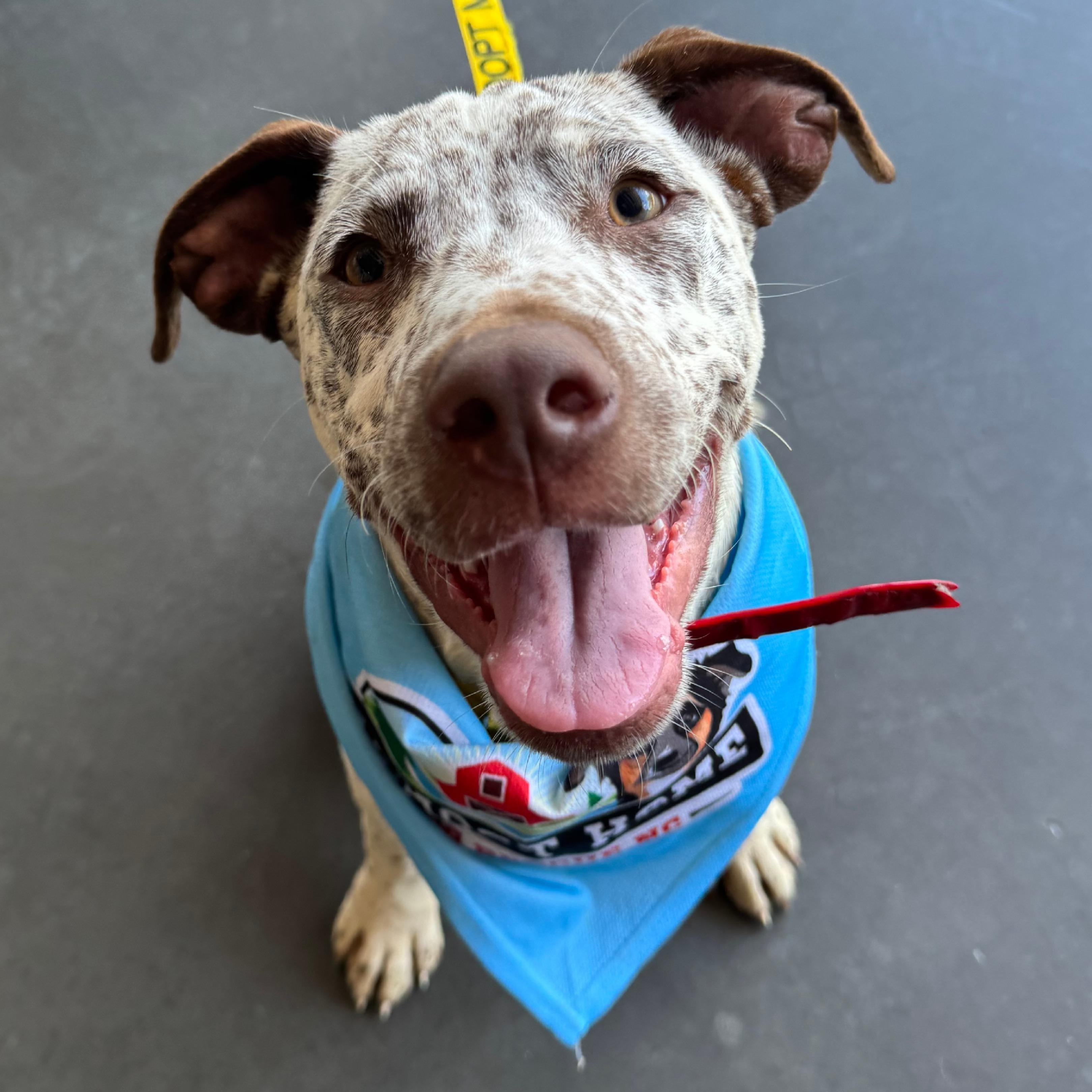 Handsome Hughey, a ADOPTABLE mixed breed in Cedar Mountain, NC image 6/6