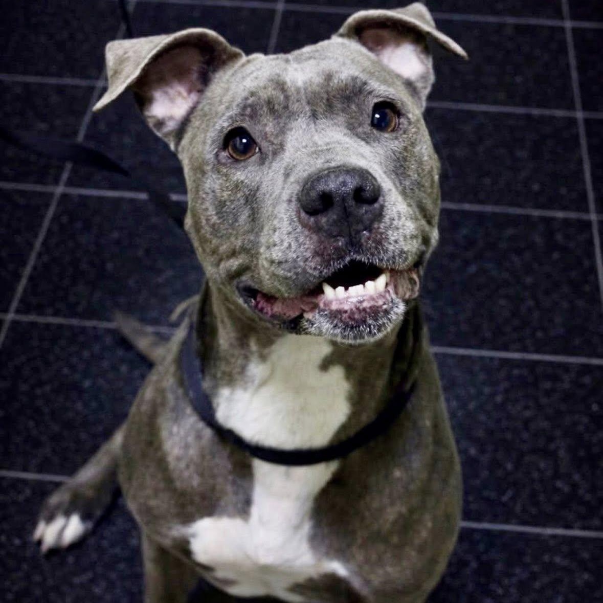 Destiny, ADOPTABLE, Adult Female Pit Bull Terrier.