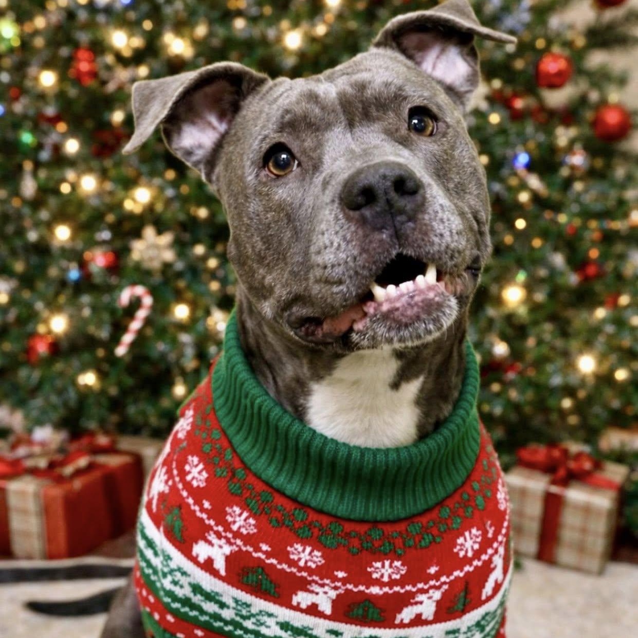 Destiny, ADOPTABLE, Adult Female Pit Bull Terrier.