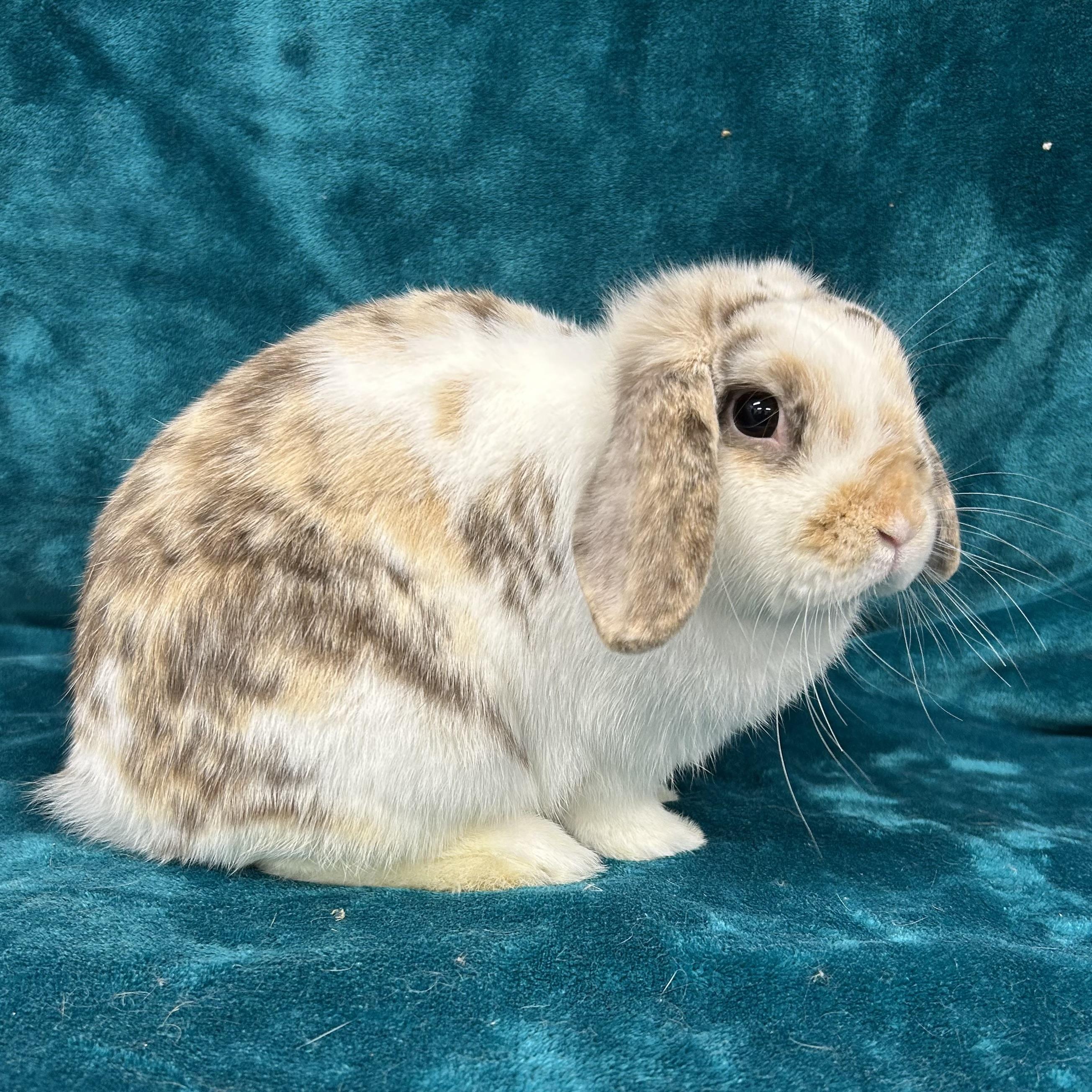 Enlarge Dean **Inquiry Limit Reached--Not Accepting New Applications**, an adopted mixed breed in Edgewood, MD image 5/5