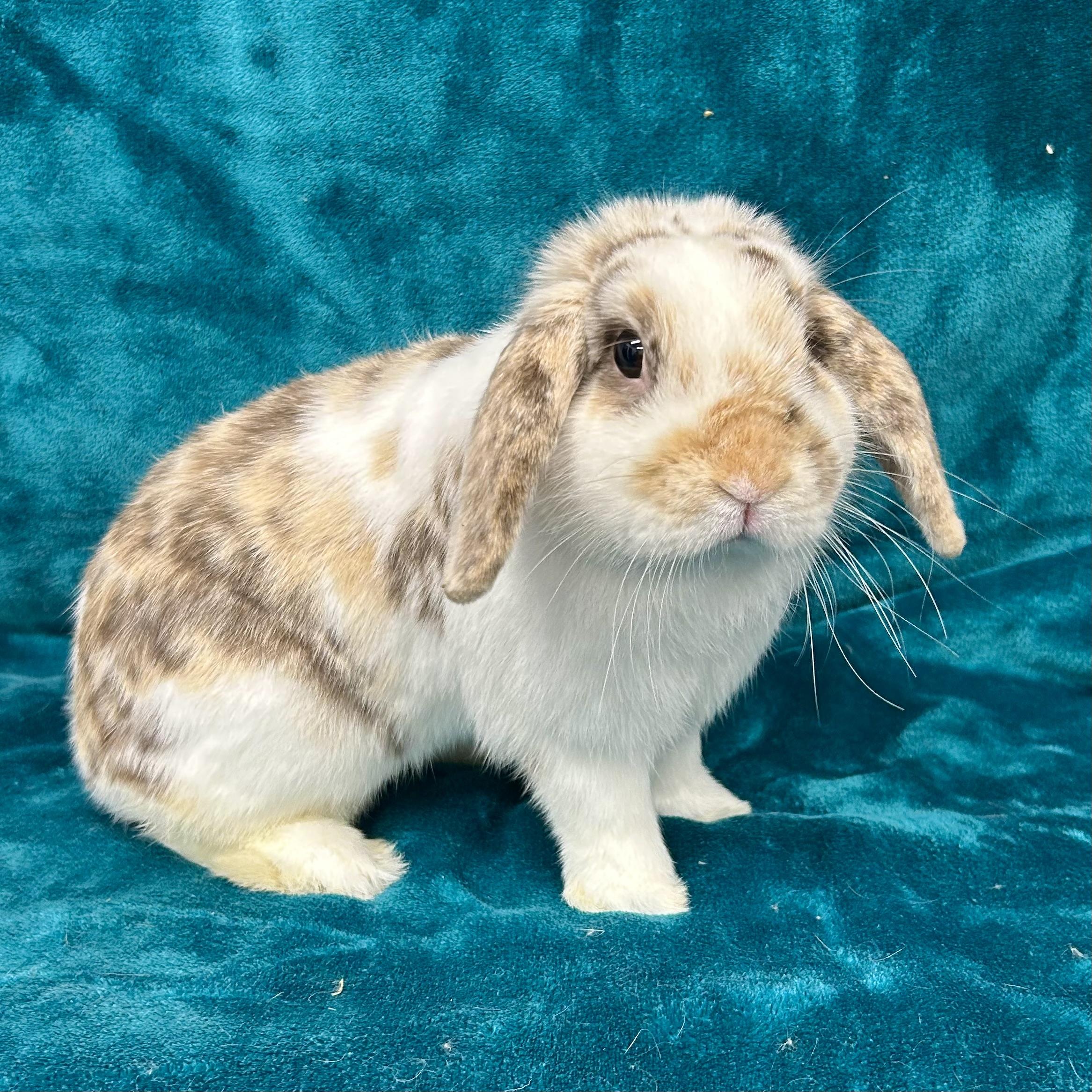 Enlarge Dean **Inquiry Limit Reached--Not Accepting New Applications**, an adopted mixed breed in Edgewood, MD image 1/5