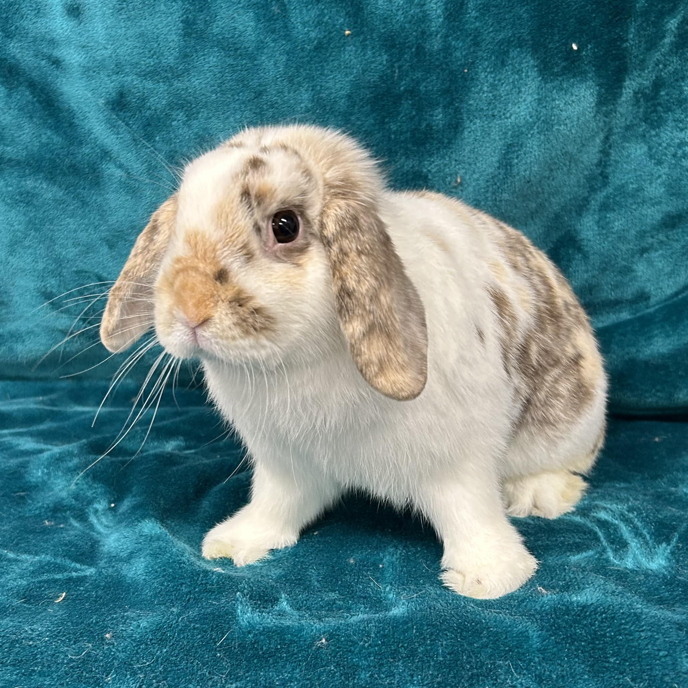 Enlarge Dean **Inquiry Limit Reached--Not Accepting New Applications**, an adopted mixed breed in Edgewood, MD image 2/5