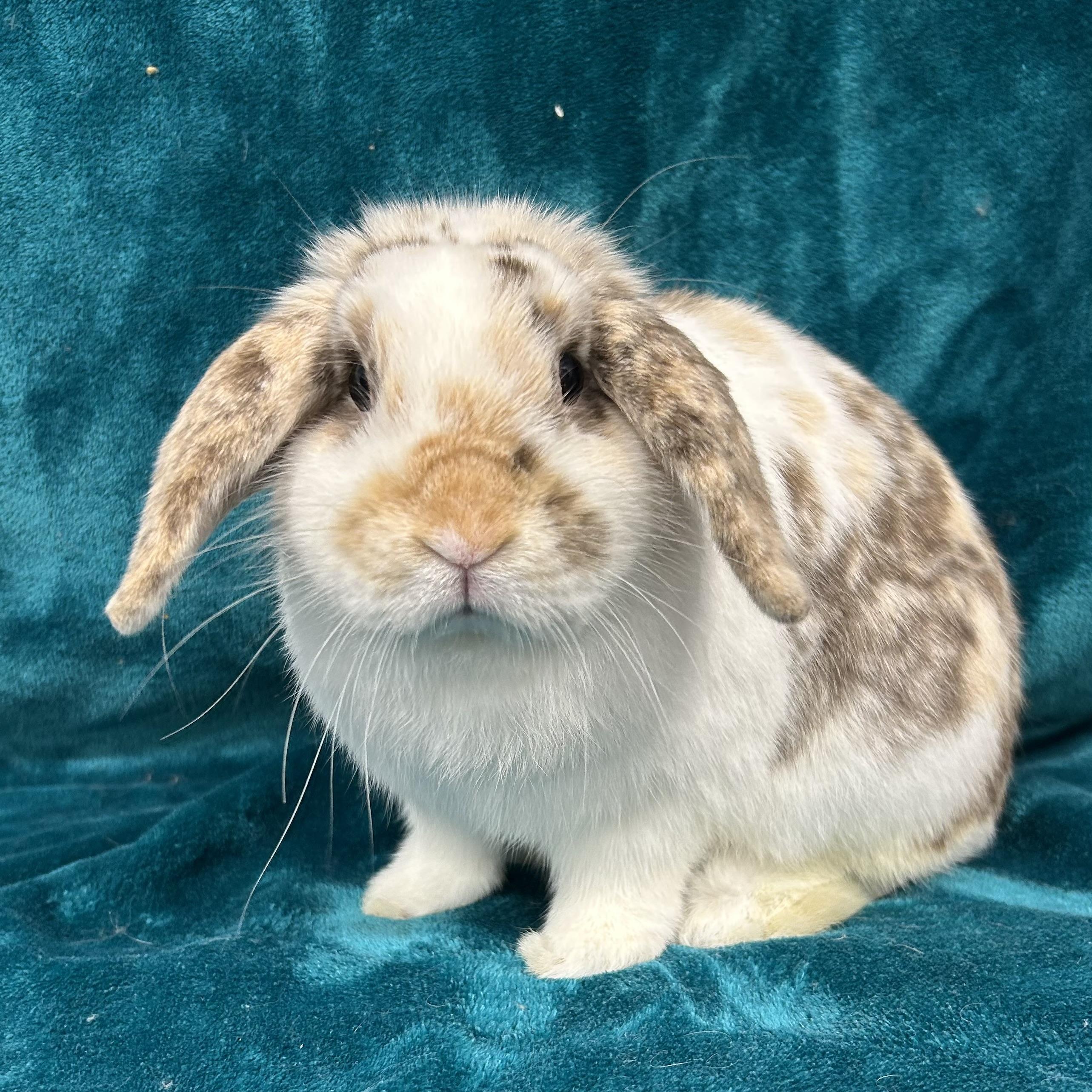 Enlarge Dean **Inquiry Limit Reached--Not Accepting New Applications**, an adopted mixed breed in Edgewood, MD image 4/5