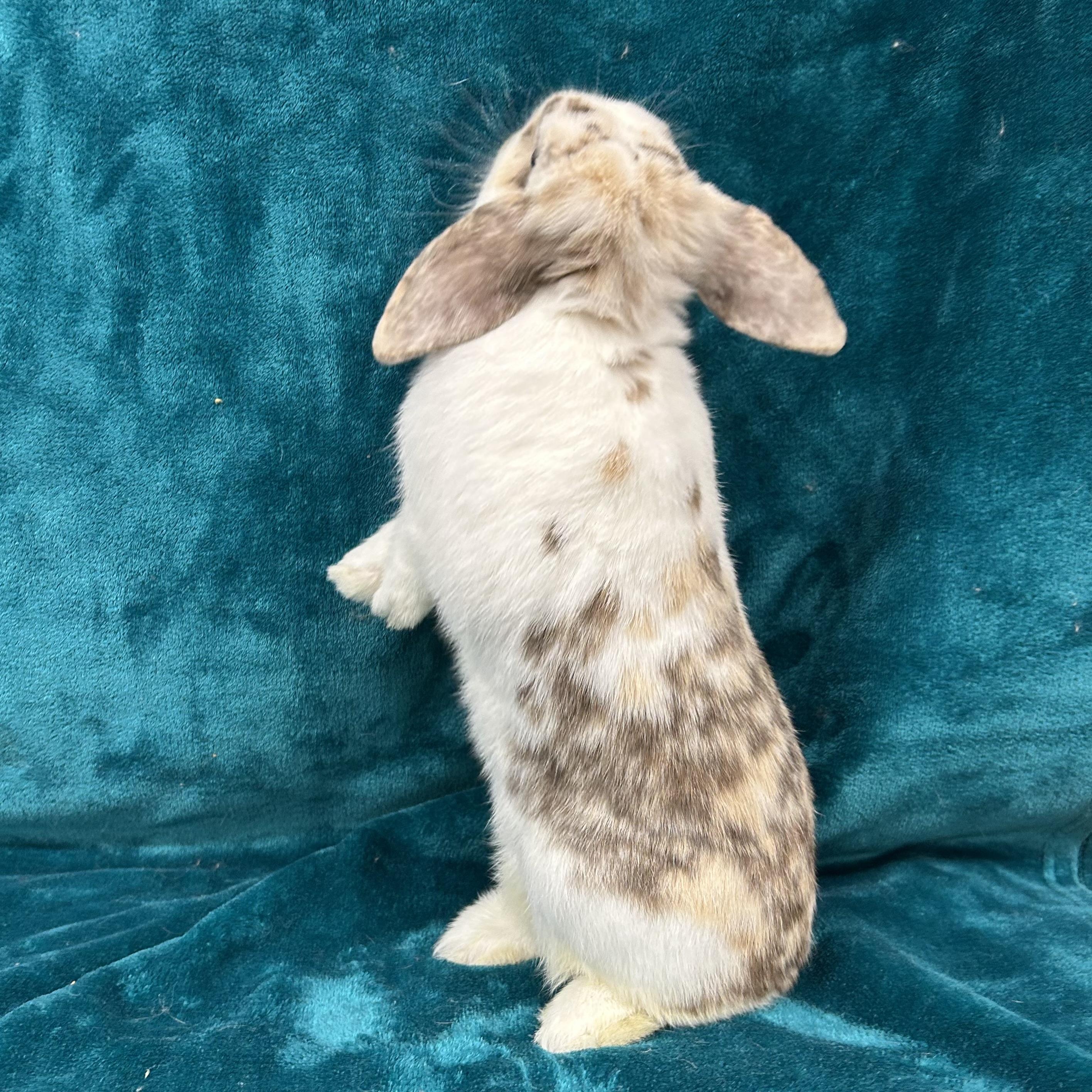 Enlarge Dean **Inquiry Limit Reached--Not Accepting New Applications**, an adopted mixed breed in Edgewood, MD image 3/5