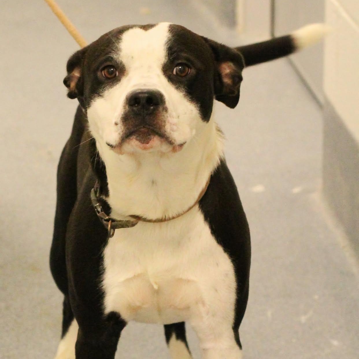 25-01040 WONTON, Adoptable, Young Male Pit Bull Terrier.