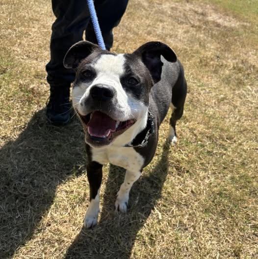 25-01040 WONTON, Adoptable, Young Male Pit Bull Terrier.