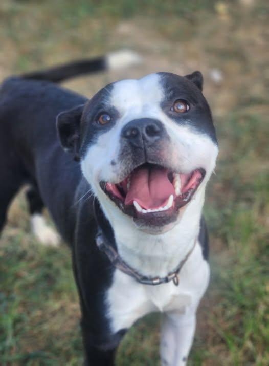 25-01040 WONTON, a Adoptable mixed breed in Fredericksburg, VA image 1/2