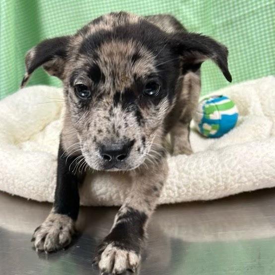 Franki Louisiana thumbnail 2