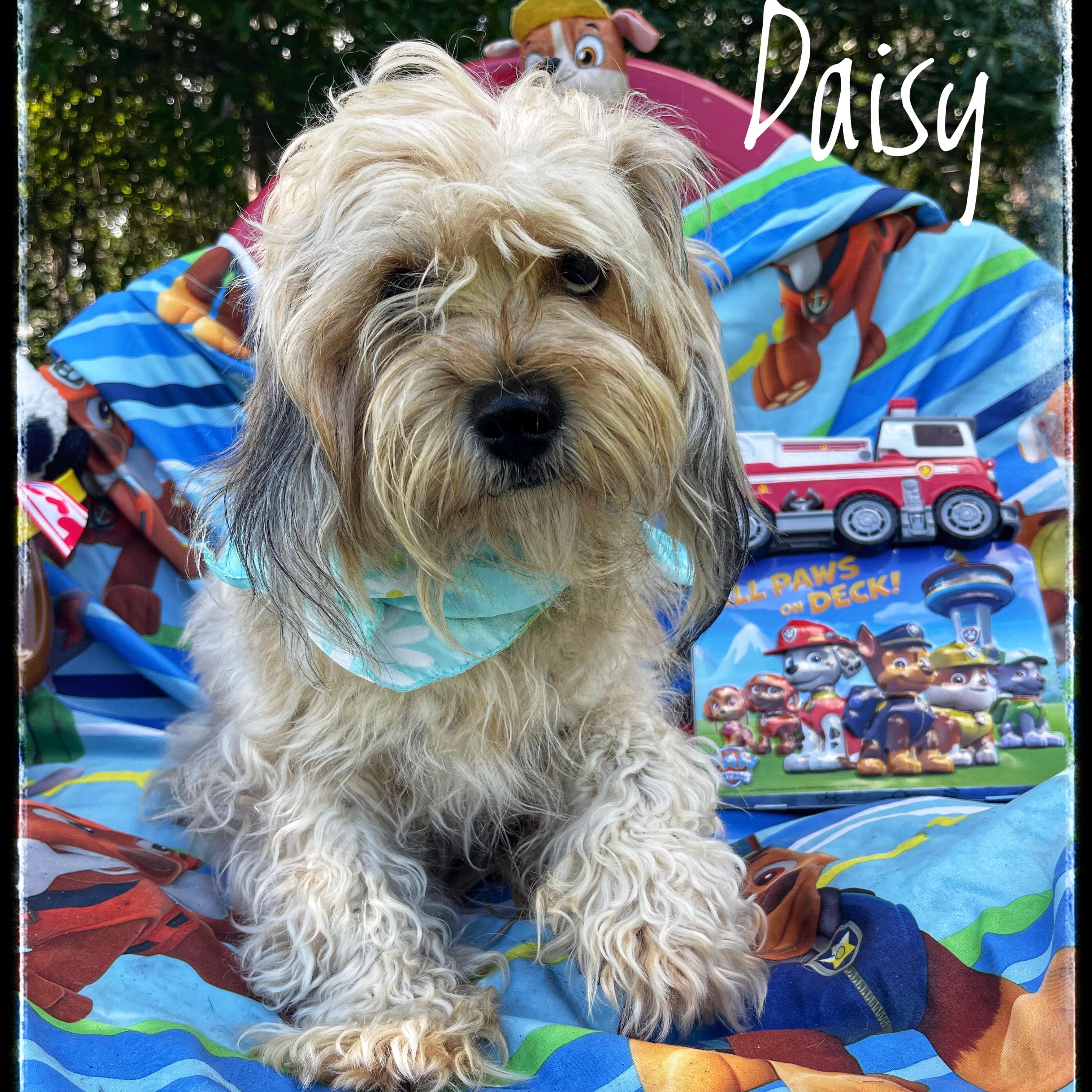 Daisy