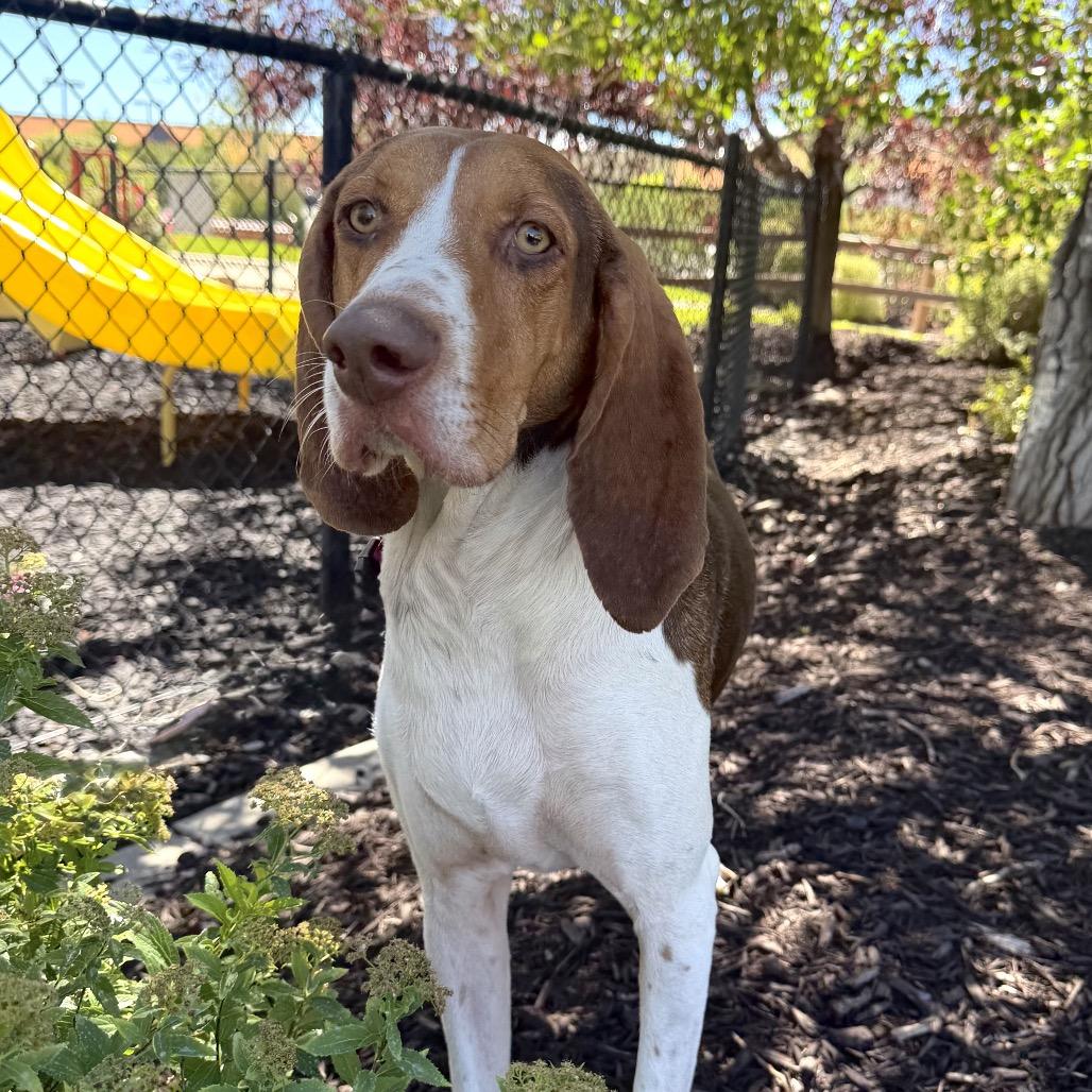 Annie, Adoptable, Adult Female Mixed Breed.