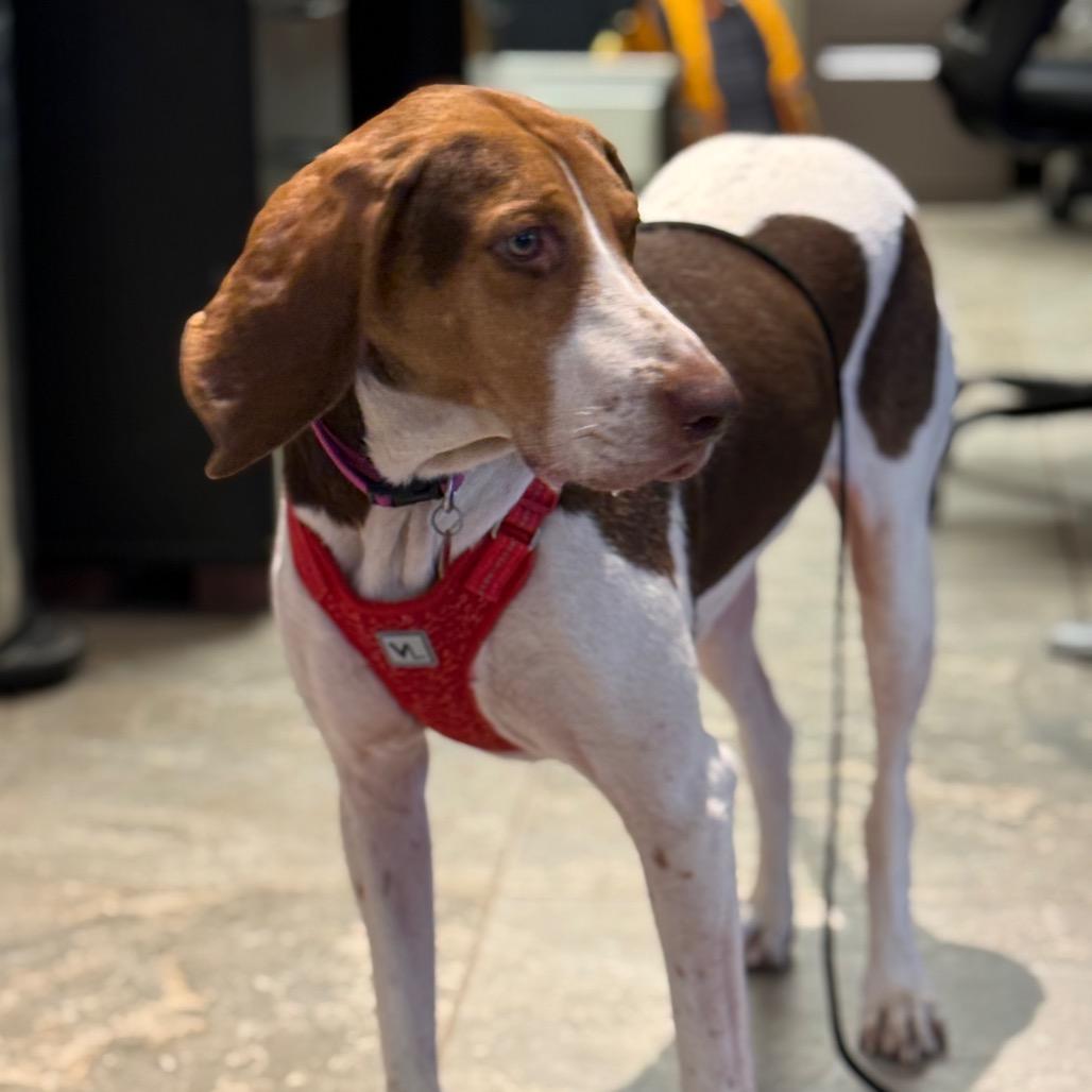 Annie, a Adoptable Mixed Breed in Park City, UT image 5/6