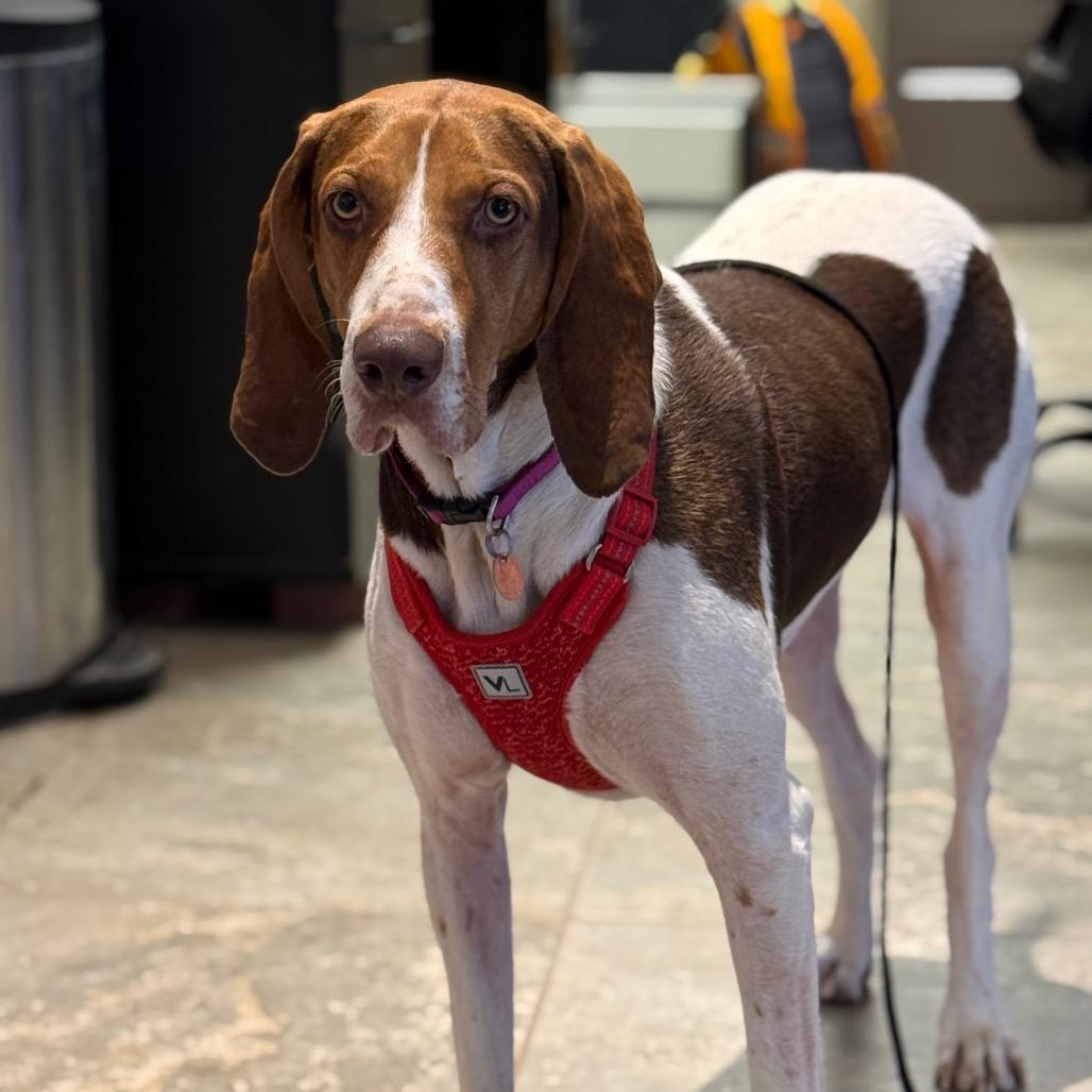 Annie, a Adoptable Mixed Breed in Park City, UT image 6/6