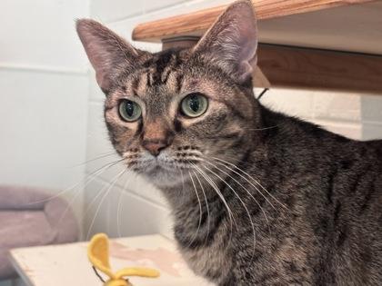 Swirl, Adoptable, Young Male Domestic Short Hair & Domestic Short Hair.