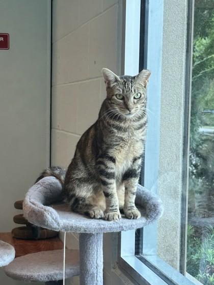 Enlarge Swirl, a Adoptable mixed breed in Palm Coast, FL image 2/3