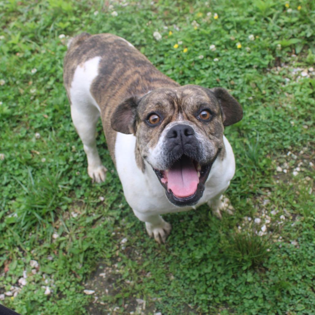 Enlarge Lady, a ADOPTABLE mixed breed in Zionsville, IN image 1/1
