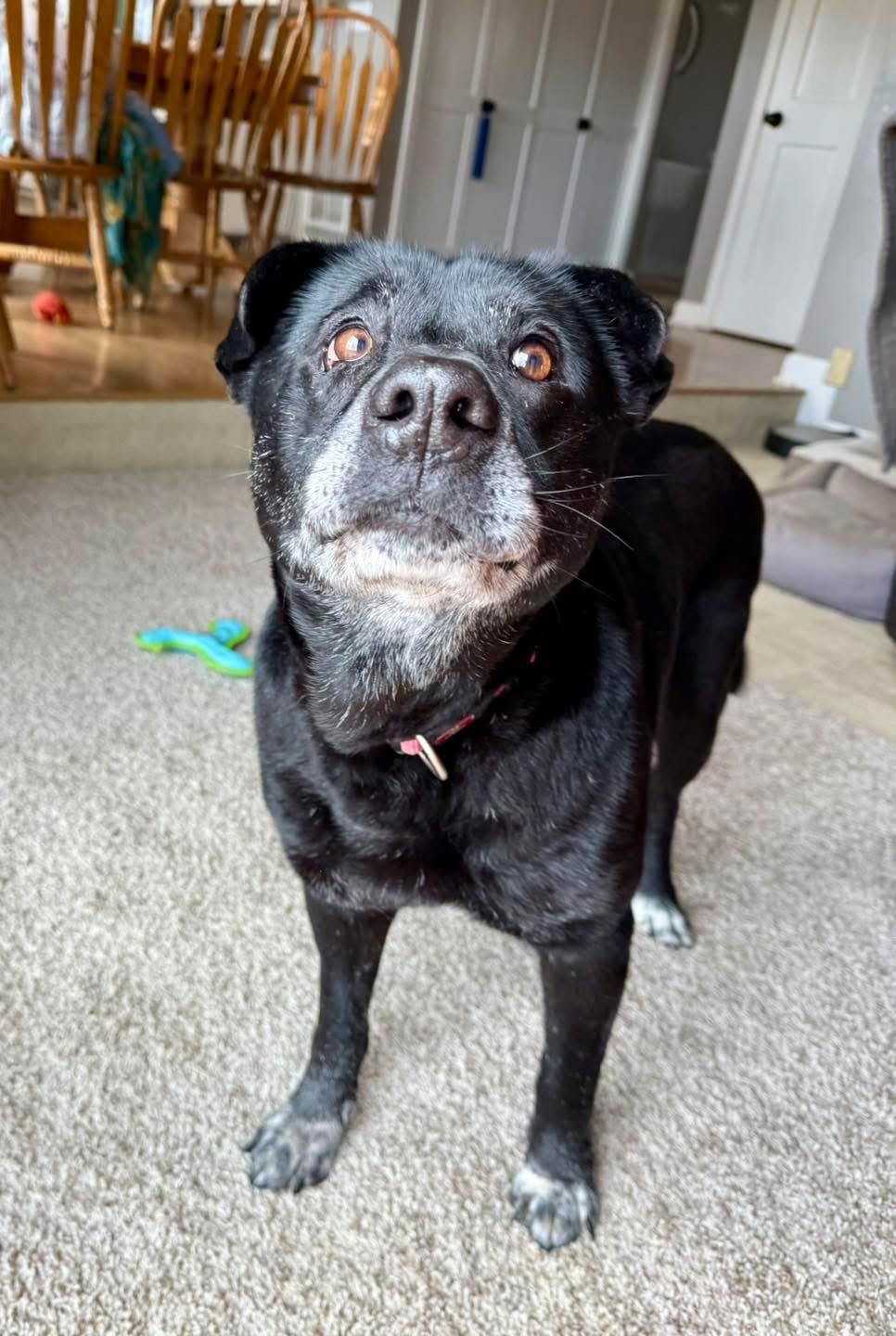 Enlarge Sally Jovie, a Adoptable Black Labrador Retriever in Louisville, KY image 2/4