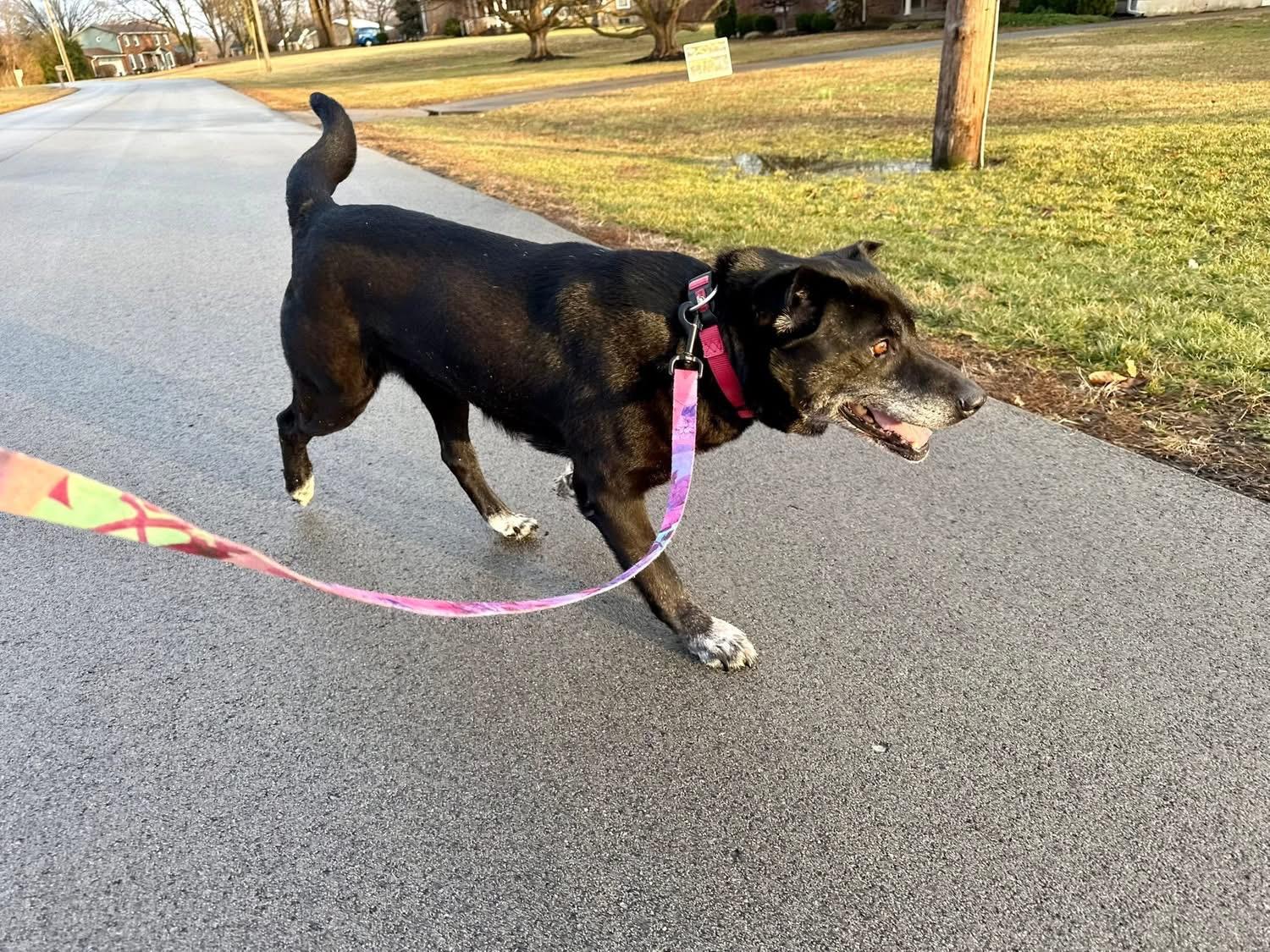 Enlarge Sally Jovie, a Adoptable Black Labrador Retriever in Louisville, KY image 4/4