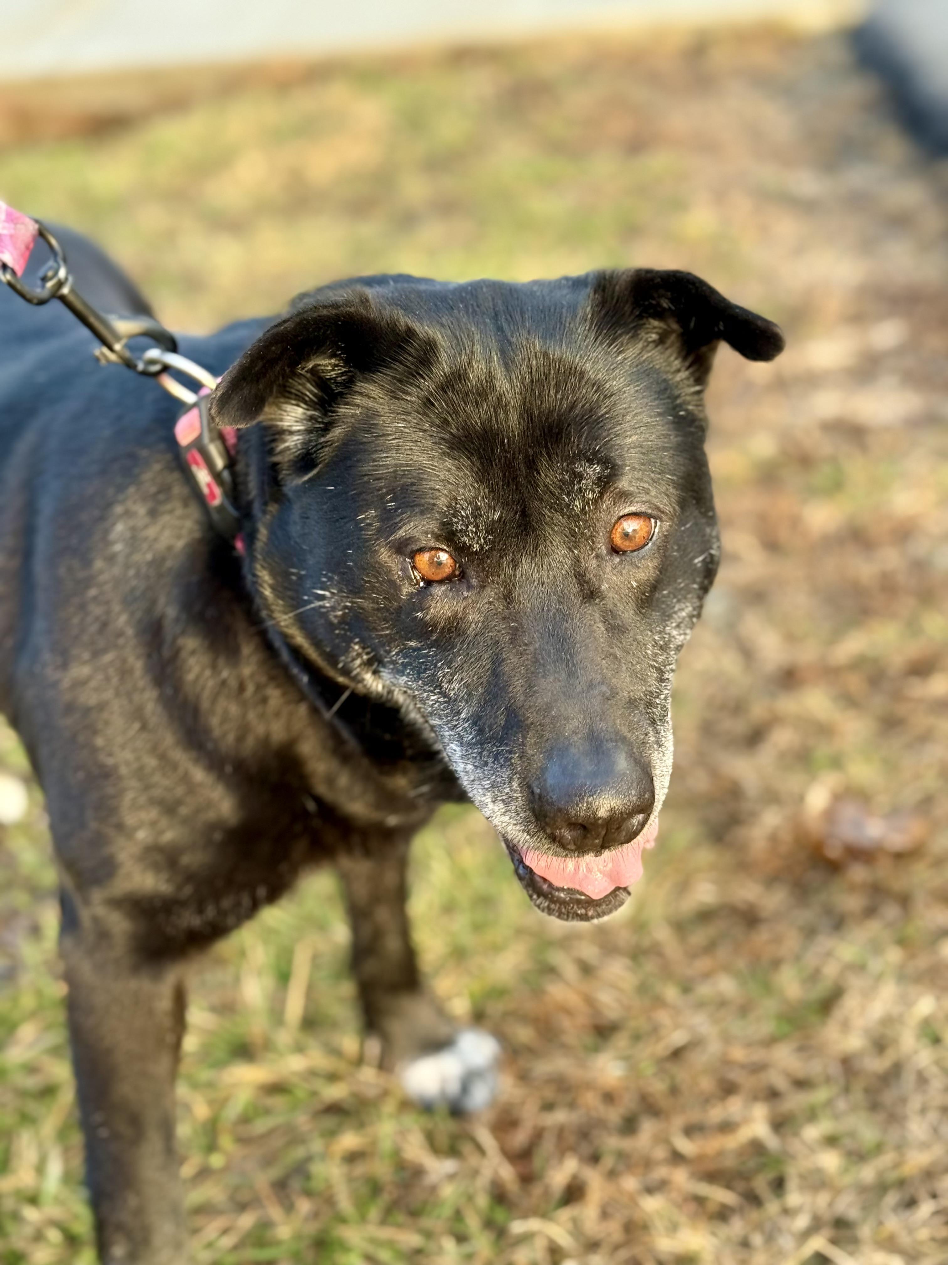 Sally Jovie, a Adoptable Black Labrador Retriever in Louisville, KY image 2/2