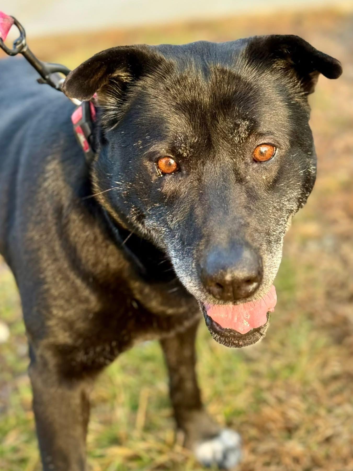 Enlarge Sally Jovie, a Adoptable Black Labrador Retriever in Louisville, KY image 3/4