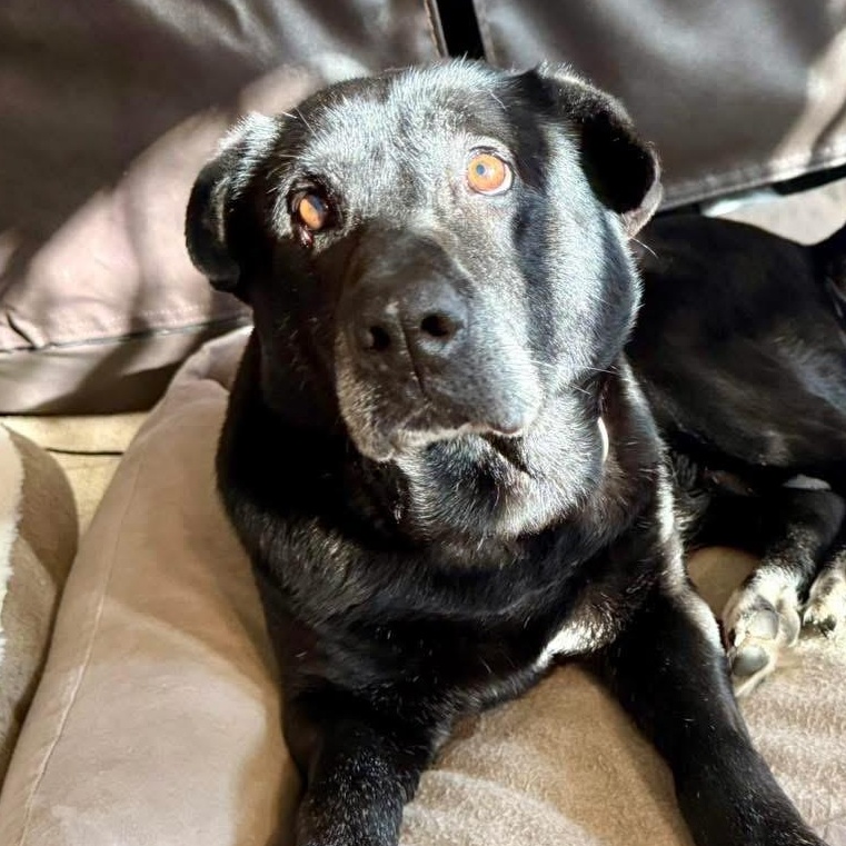 Sally Jovie, Adoptable, Adult Female Black Labrador Retriever.