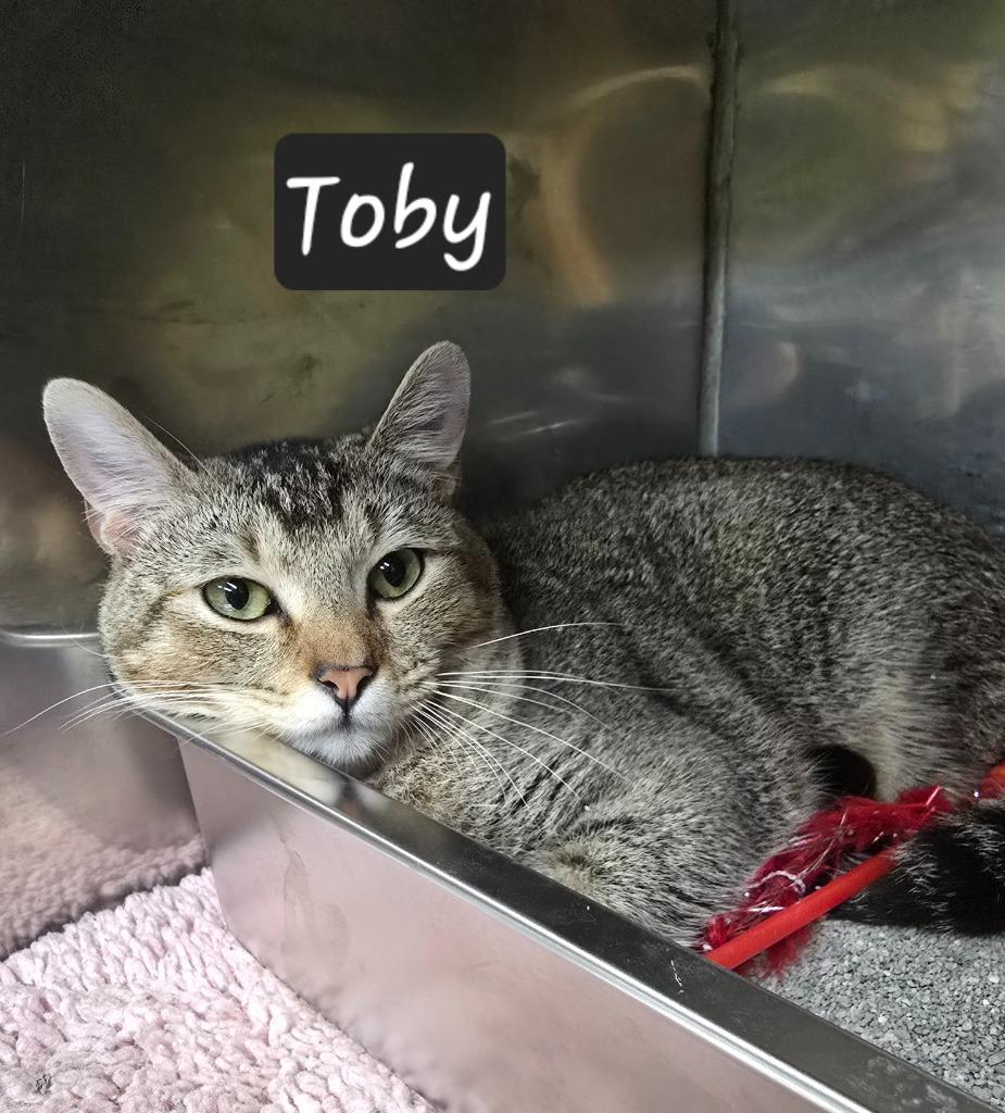 Toby, Adoptable, Kitten Male Domestic Short Hair.