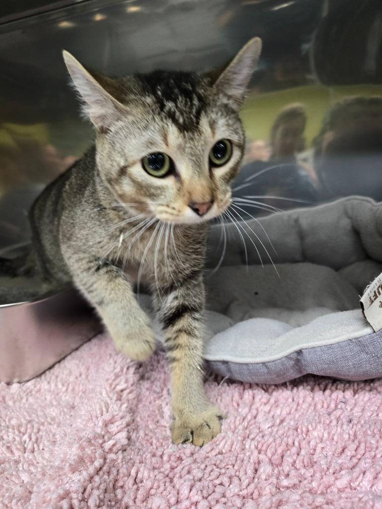 Toby, a Adoptable mixed breed in Maumelle, AR image 2/2