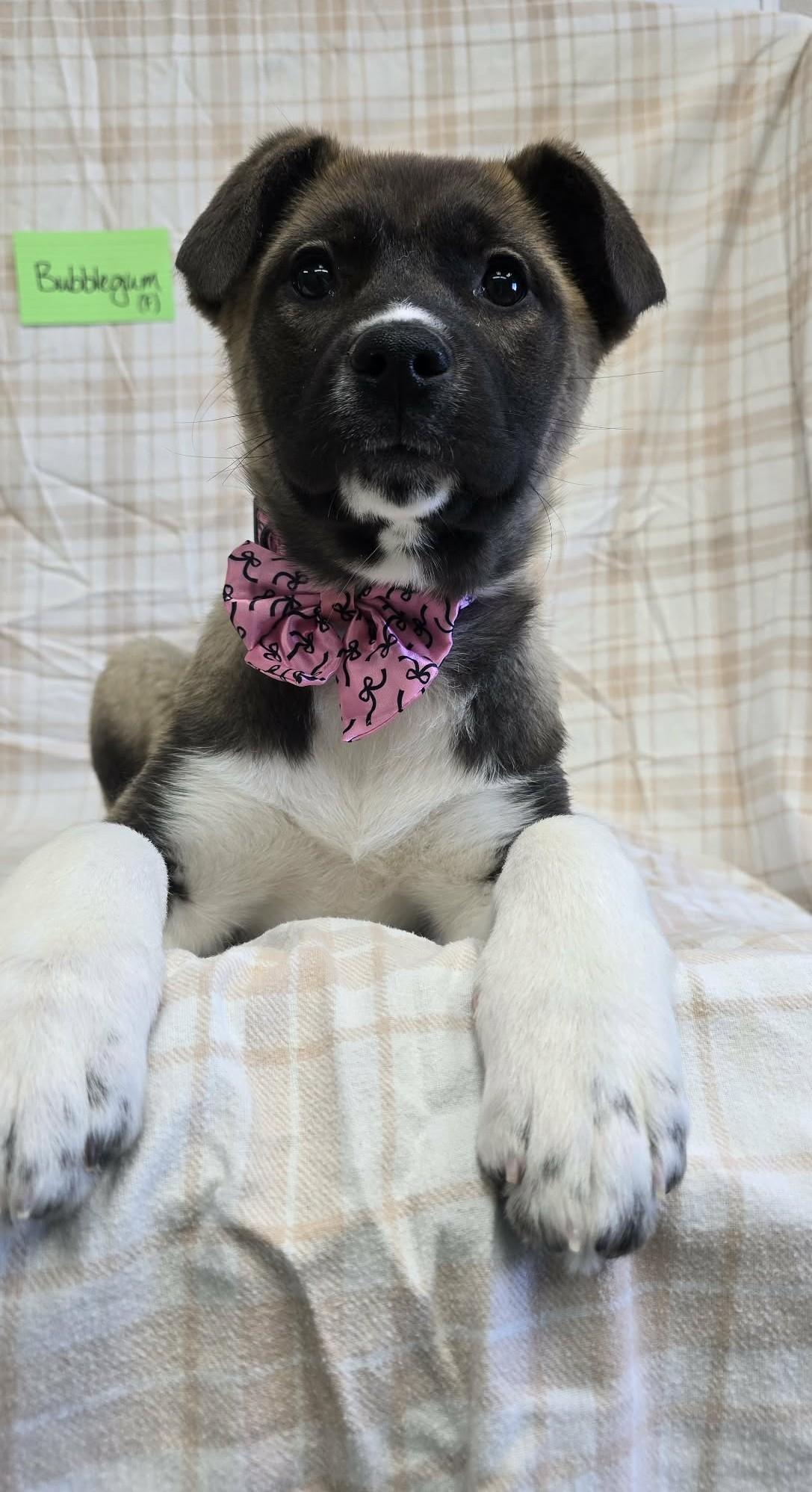 Enlarge Bubble Gum, a ADOPTABLE Mixed Breed in Othello, WA image 4/6