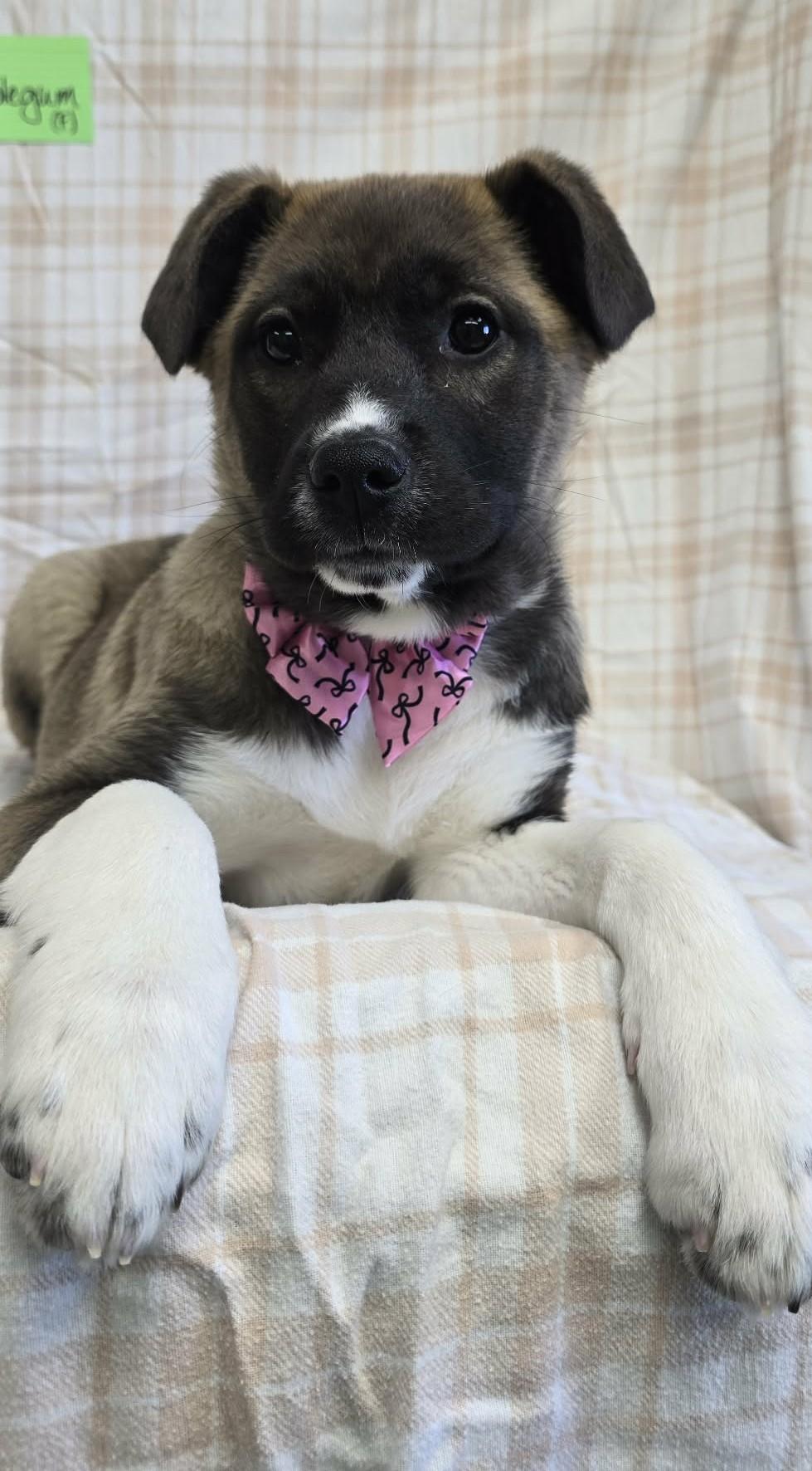 Enlarge Bubble Gum, a ADOPTABLE Mixed Breed in Othello, WA image 3/6