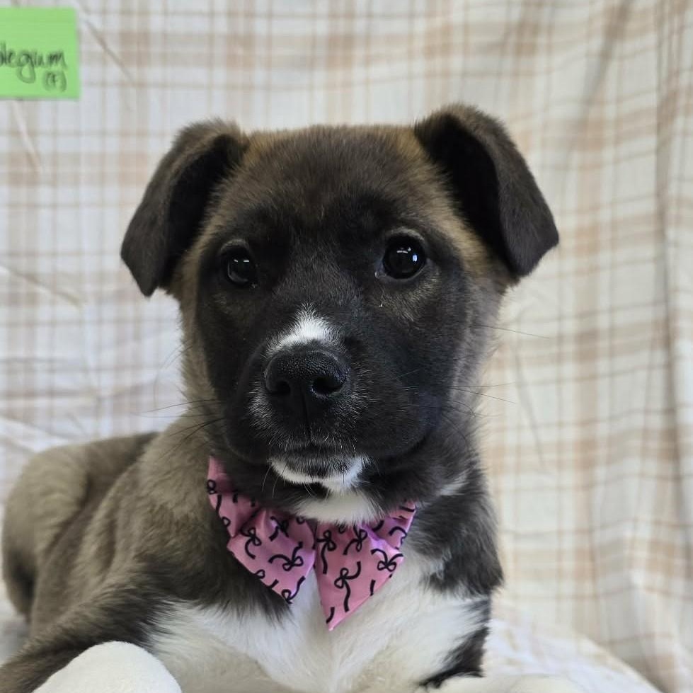 Enlarge Bubble Gum, a ADOPTABLE Mixed Breed in Othello, WA image 2/6