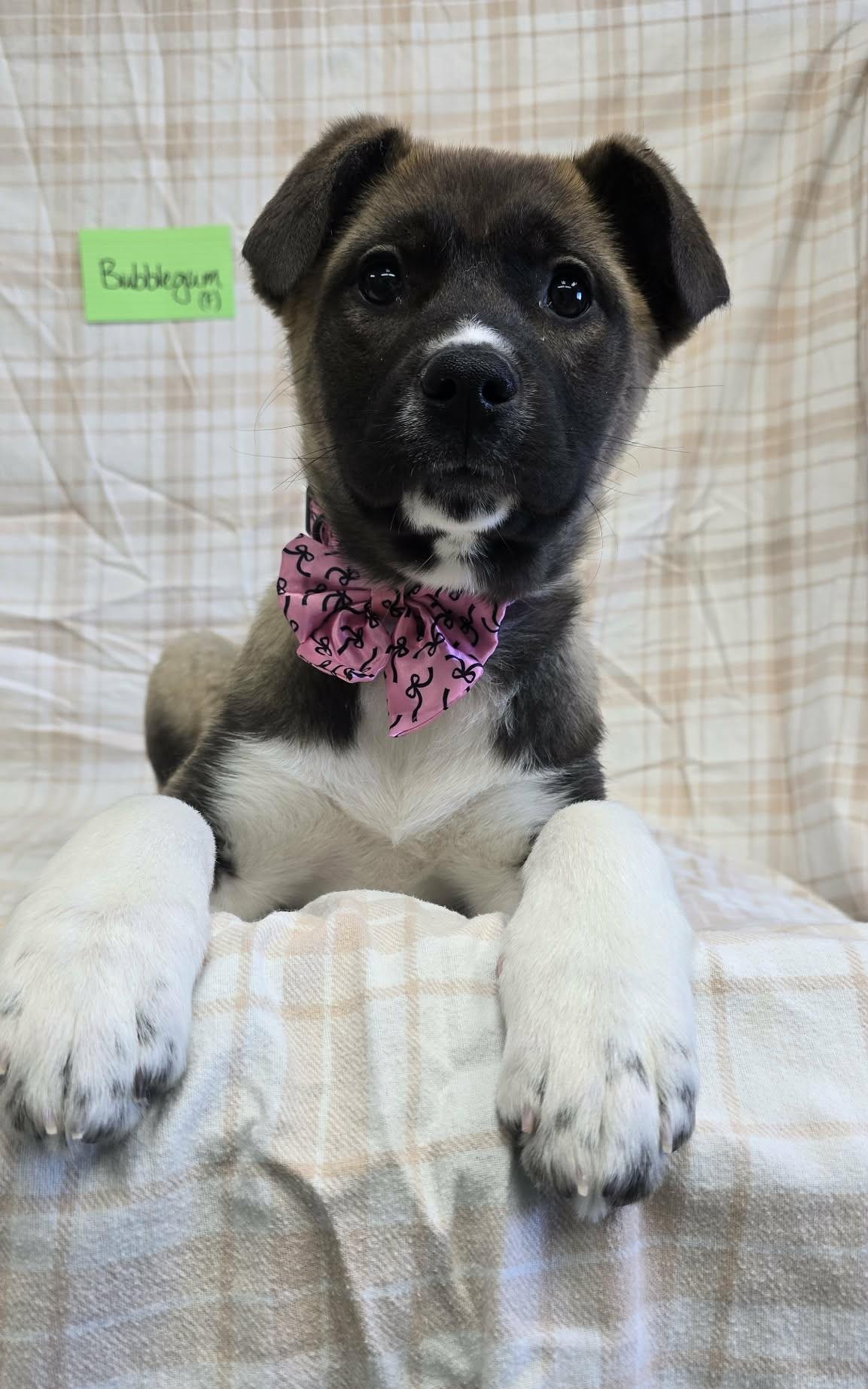 Enlarge Bubble Gum, a ADOPTABLE Mixed Breed in Othello, WA image 6/6