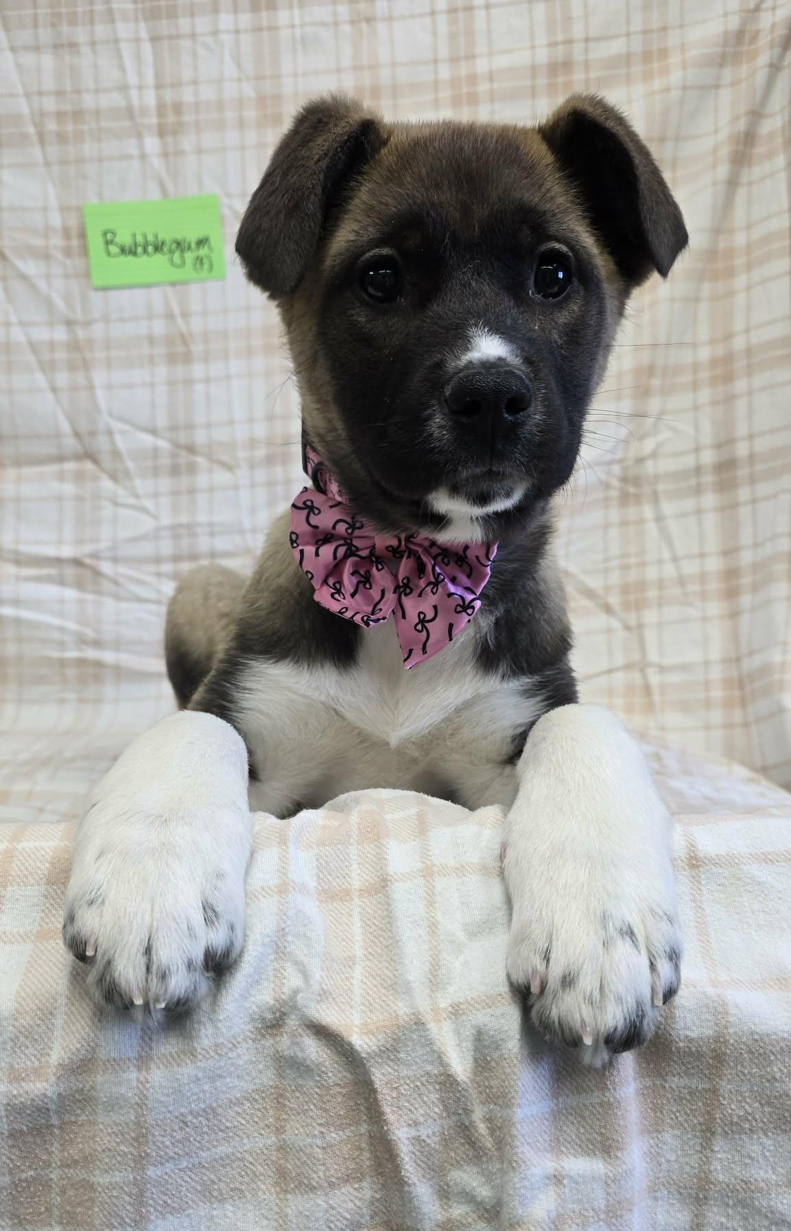 Enlarge Bubble Gum, a ADOPTABLE Mixed Breed in Othello, WA image 5/6