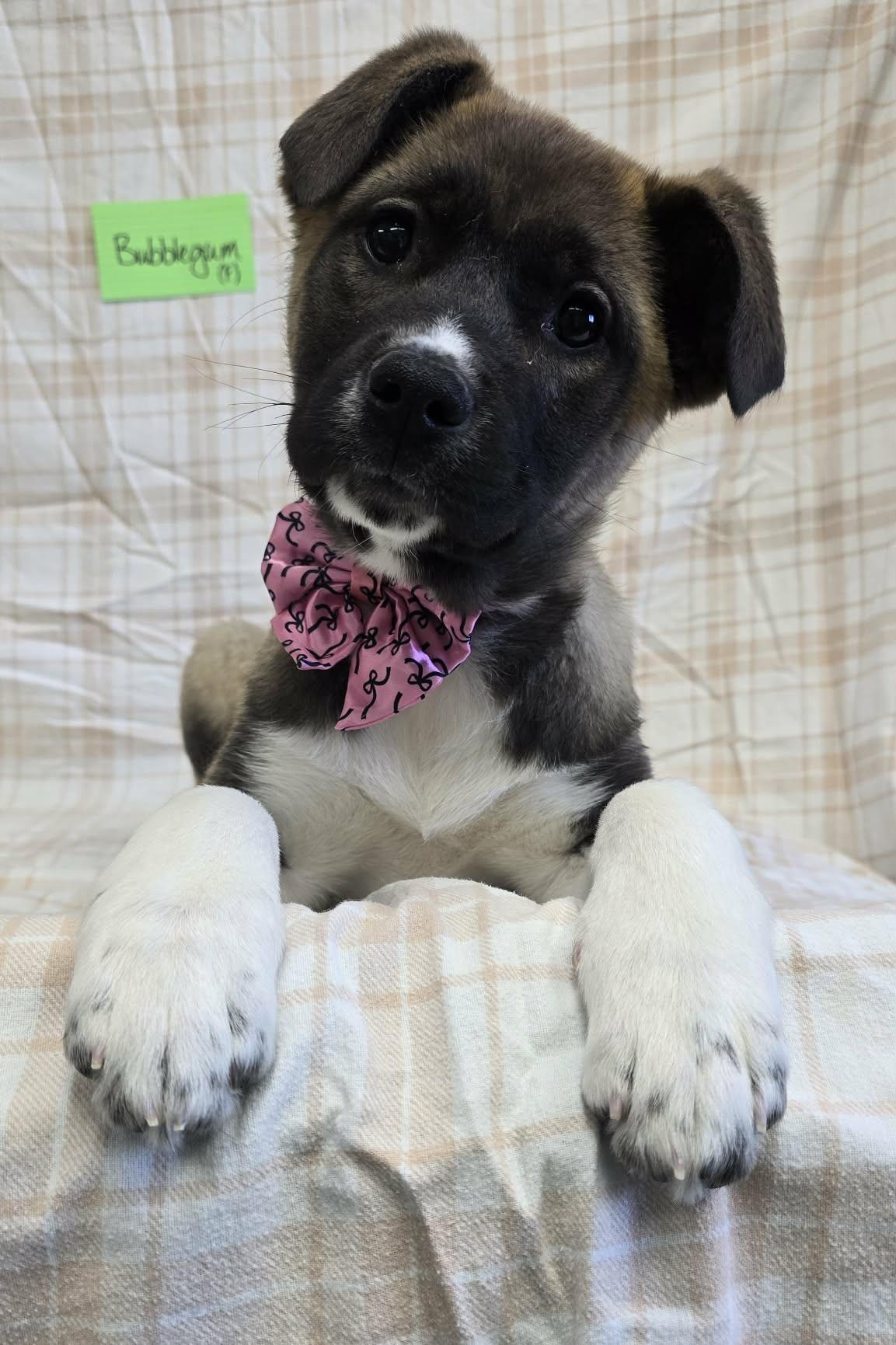 Bubble Gum, ADOPTABLE, Puppy Female Mixed Breed.