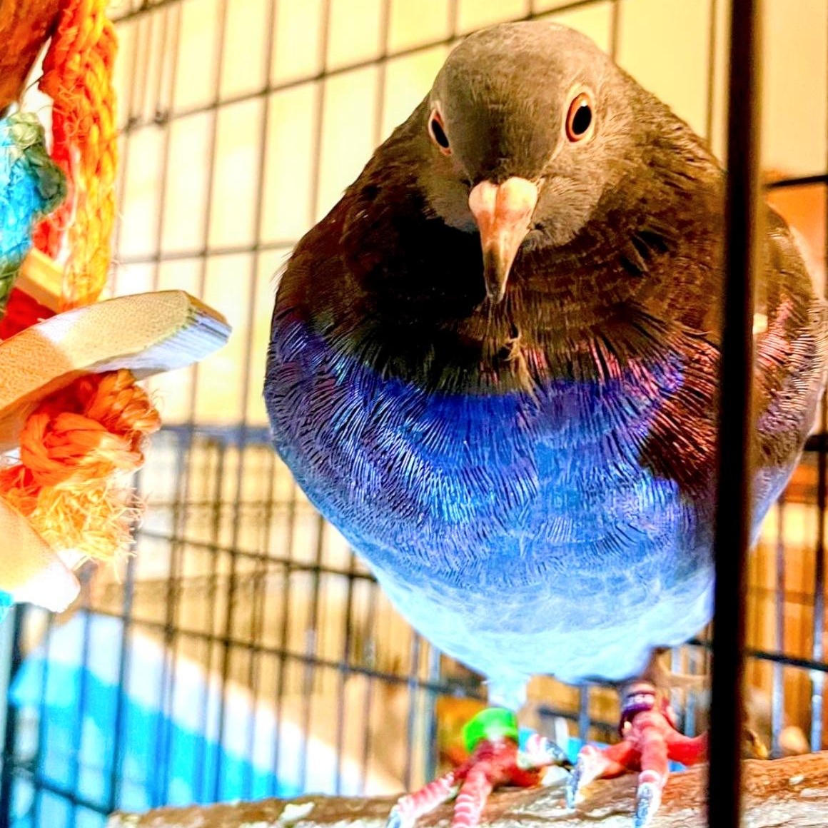 Enlarge Rae, an adopted Pigeon in Chicago, IL image 2/2