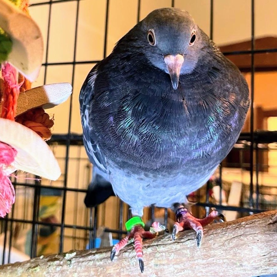 Rae, adopted, Young Unknown Pigeon.