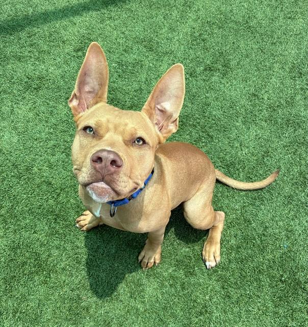 FROG, Adoptable, Young Male Pit Bull Terrier & Mixed Breed.