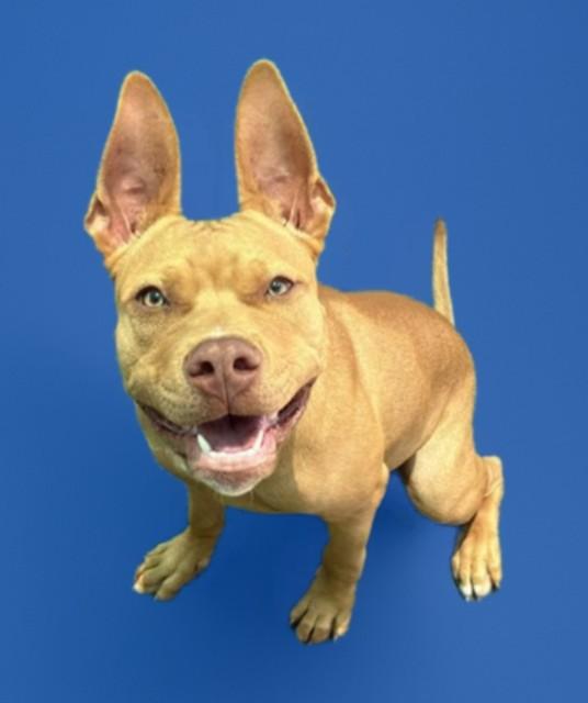 FROG, Adoptable, Young Male Pit Bull Terrier & Mixed Breed.